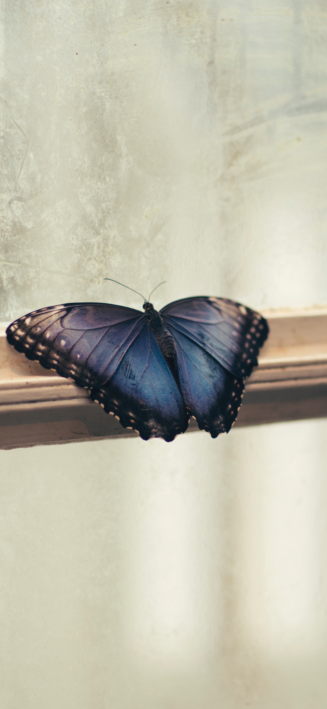 Papillon Brun et Noir Sur Mur Blanc. Wallpaper in 1125x2436 Resolution