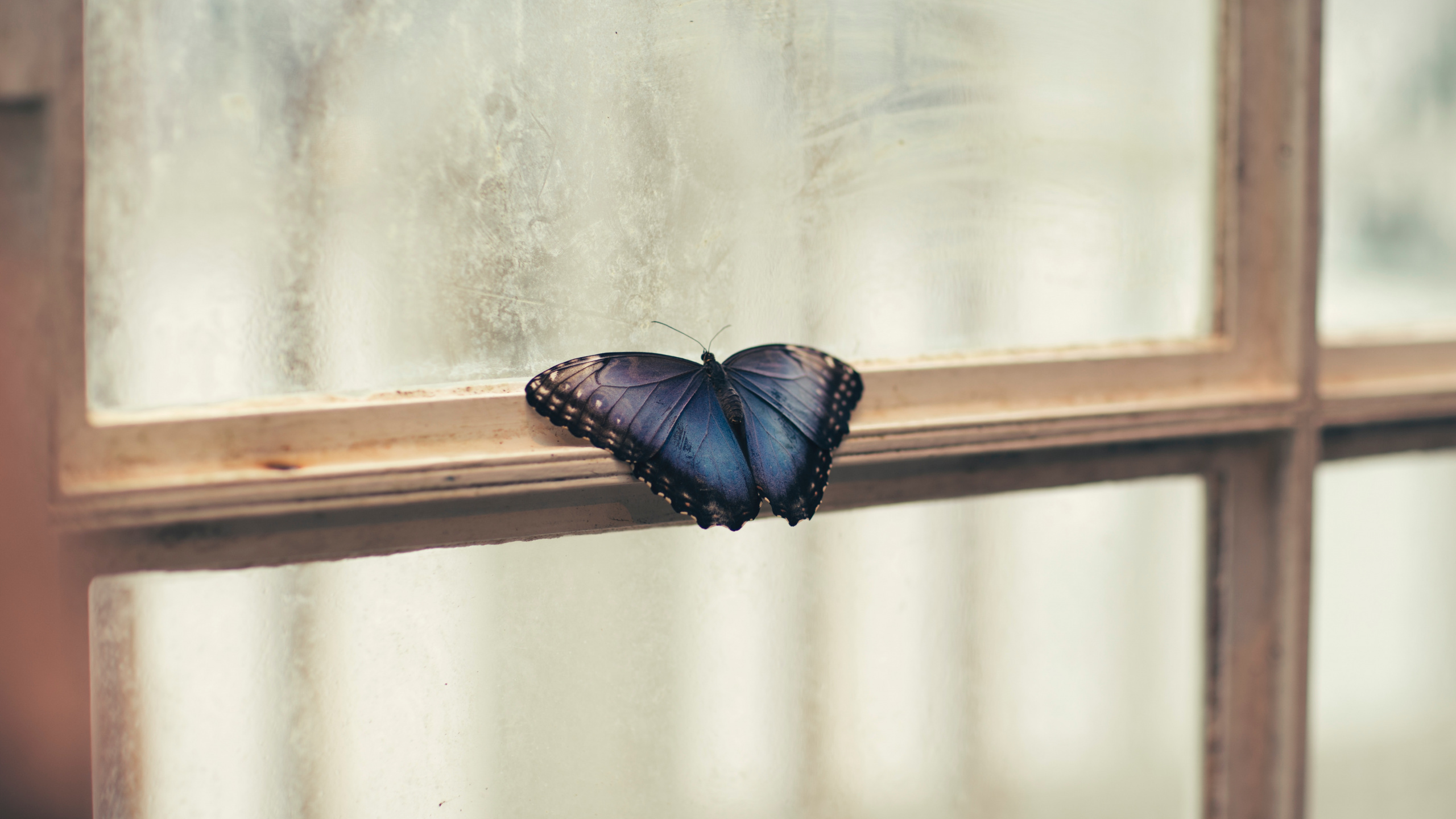 Brauner Und Schwarzer Schmetterling Auf Weißer Wand. Wallpaper in 2560x1440 Resolution