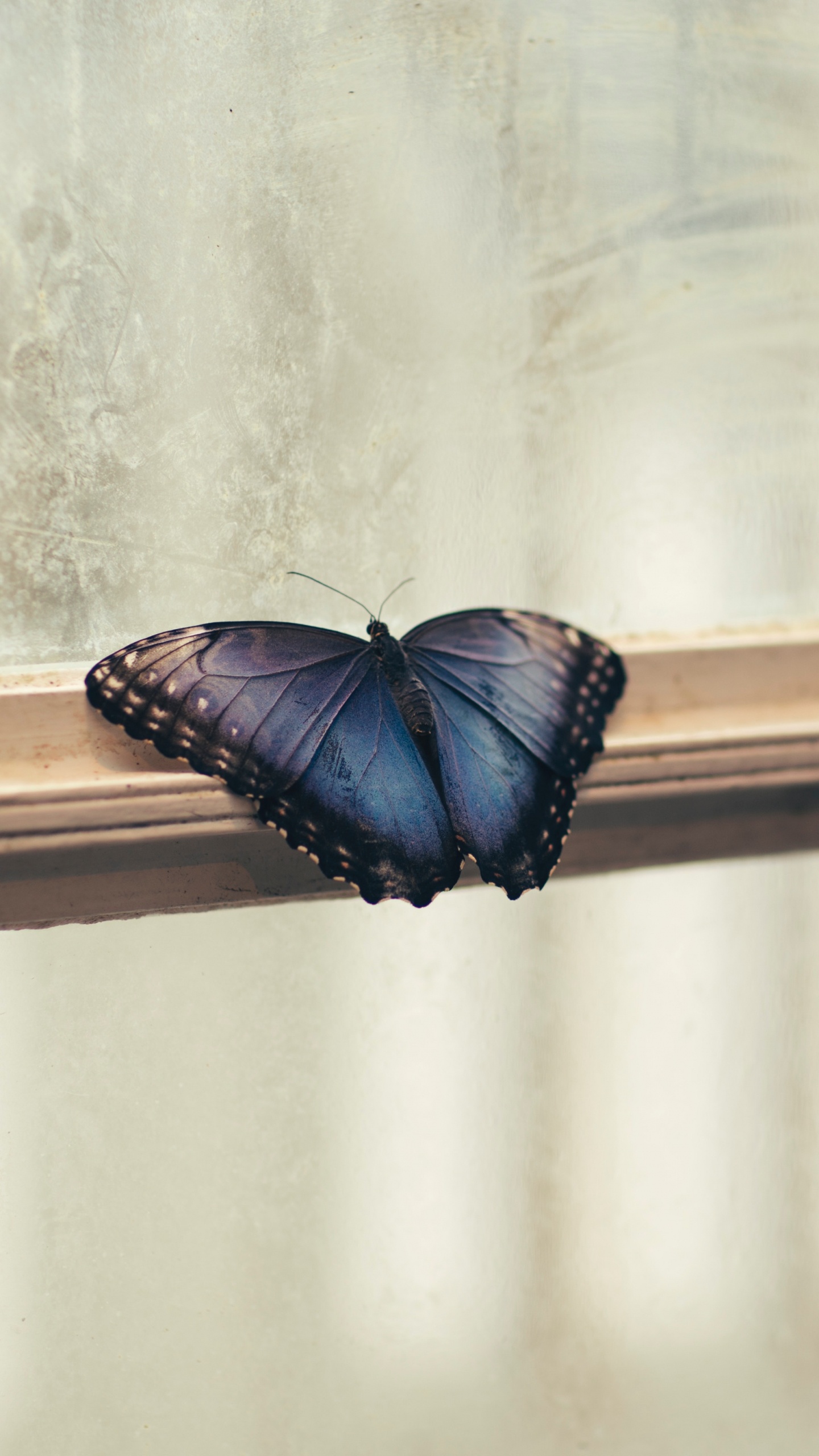 Mariposa Marrón y Negra en la Pared Blanca. Wallpaper in 1440x2560 Resolution