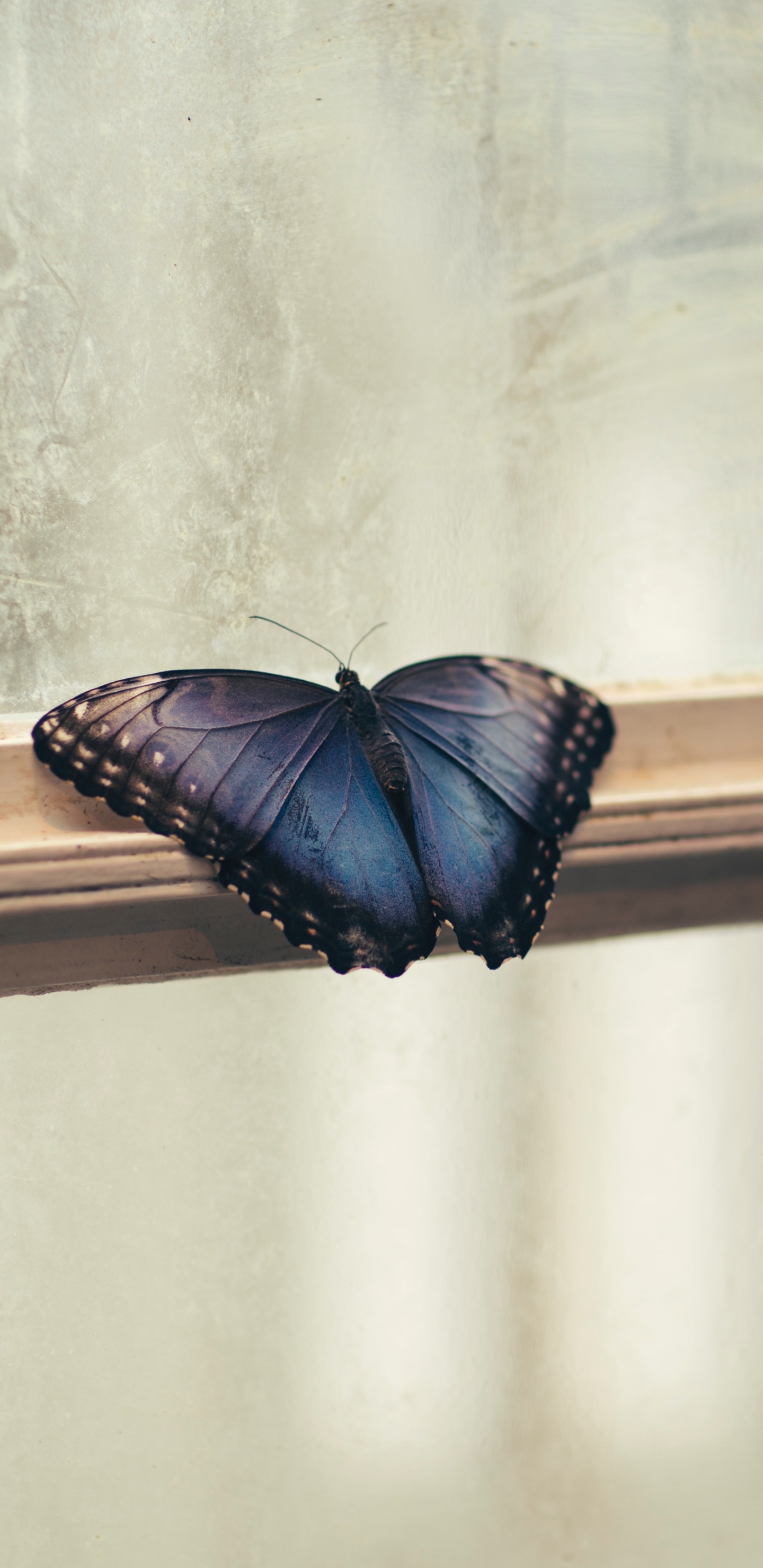 Brown and Black Butterfly on White Wall. Wallpaper in 1440x2960 Resolution
