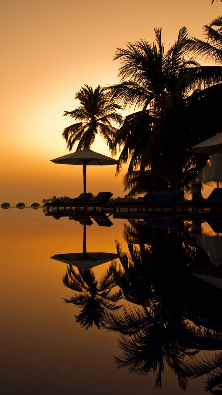 Silhouette of Palm Trees Near Body of Water During Sunset. Wallpaper in 720x1280 Resolution