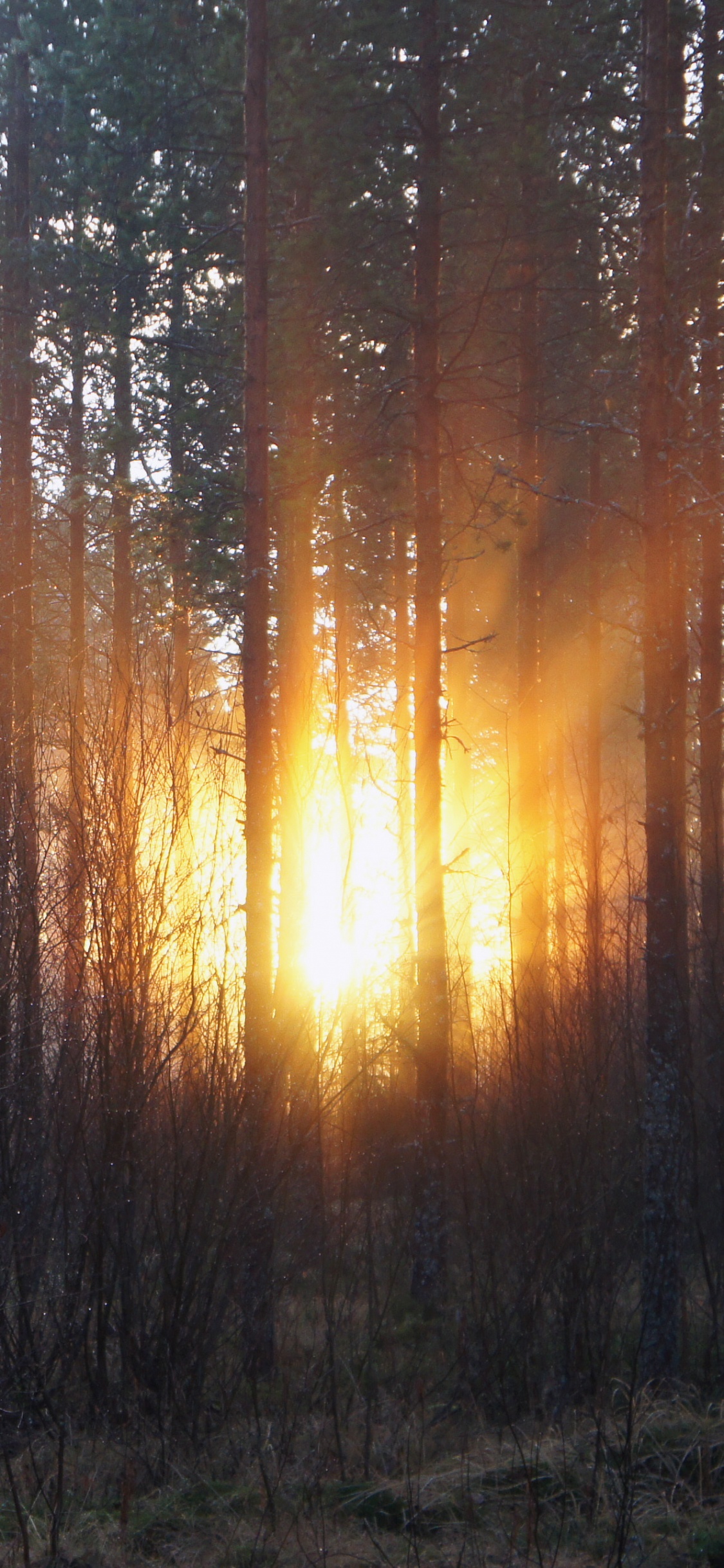 Árboles Verdes Bajo un Cielo Blanco Durante el Día. Wallpaper in 1125x2436 Resolution