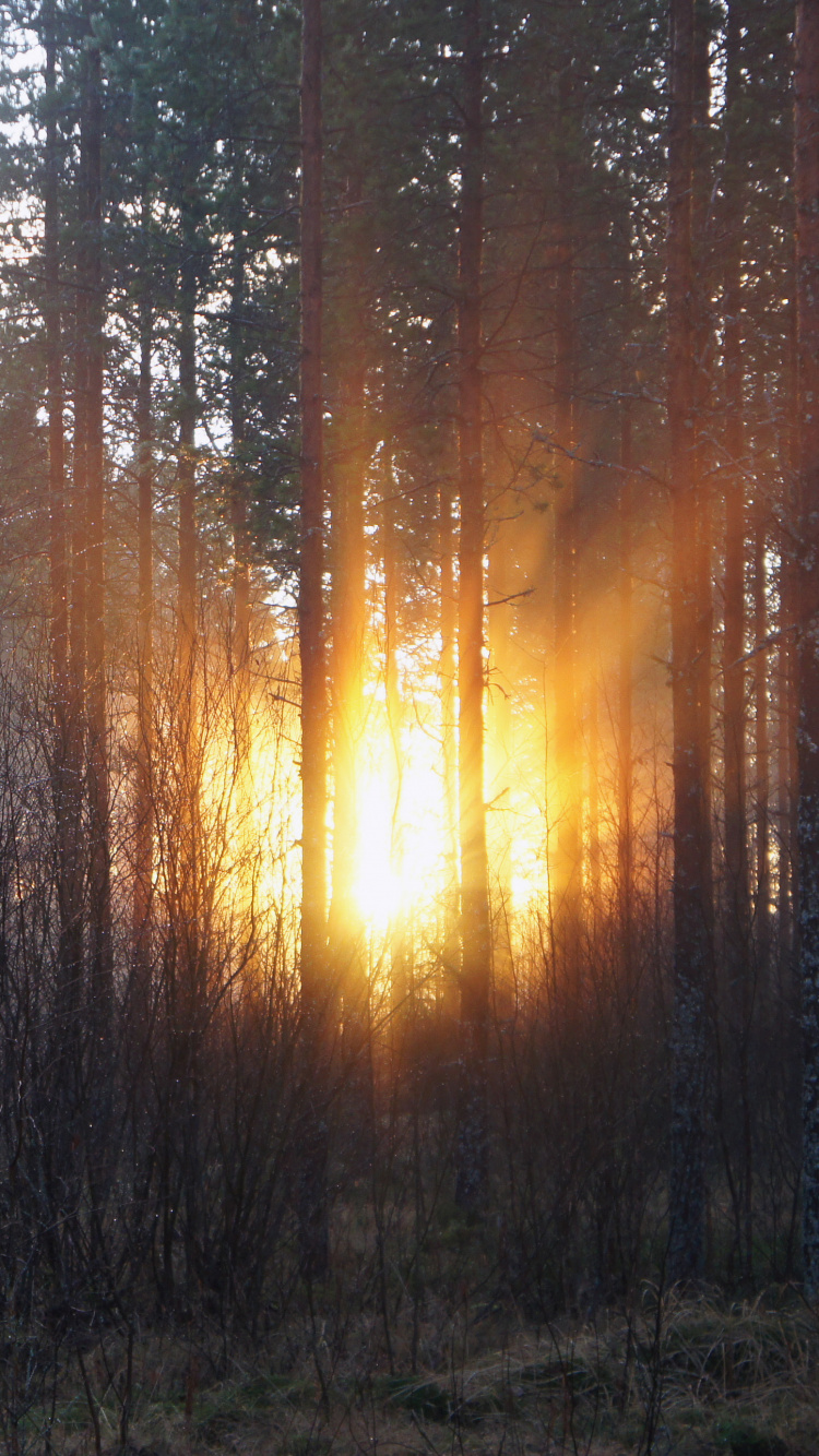 Tagsüber Grüne Bäume Unter Weißem Himmel. Wallpaper in 750x1334 Resolution