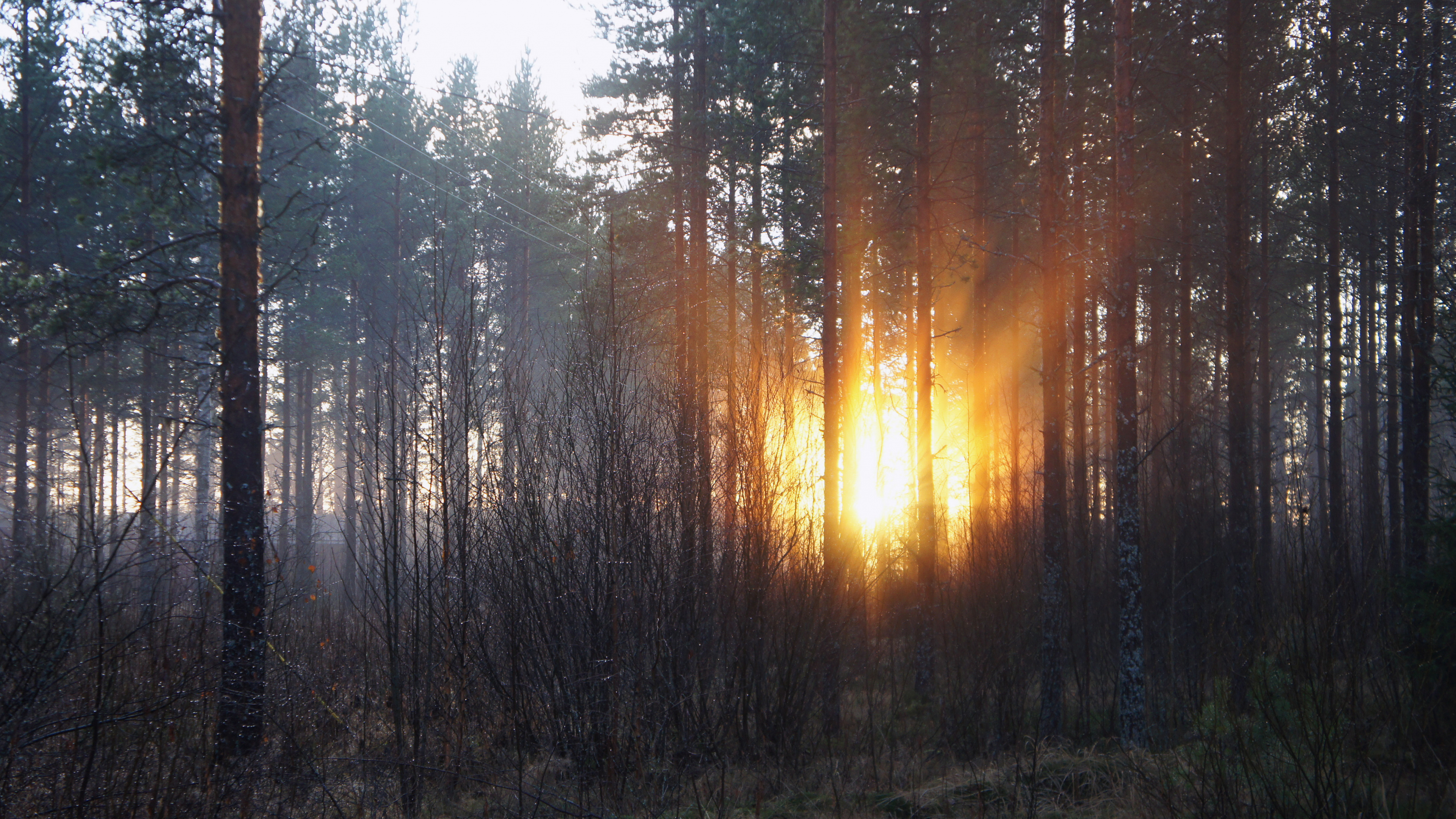 Green Trees Under White Sky During Daytime. Wallpaper in 3840x2160 Resolution