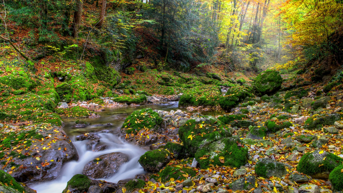 Green Moss on Rocks in River. Wallpaper in 1366x768 Resolution