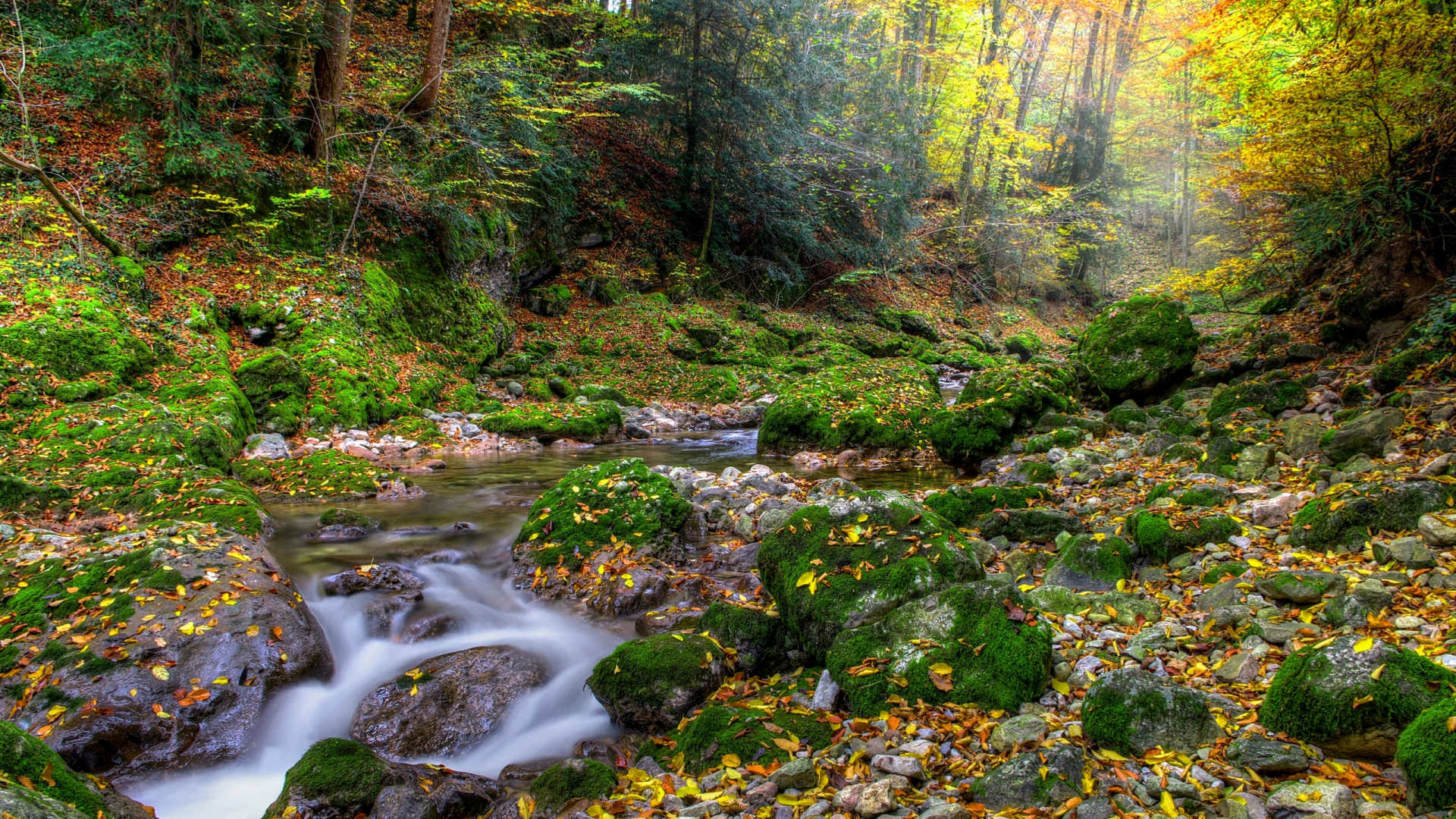 Grünes Moos Auf Felsen im Fluss. Wallpaper in 1920x1080 Resolution