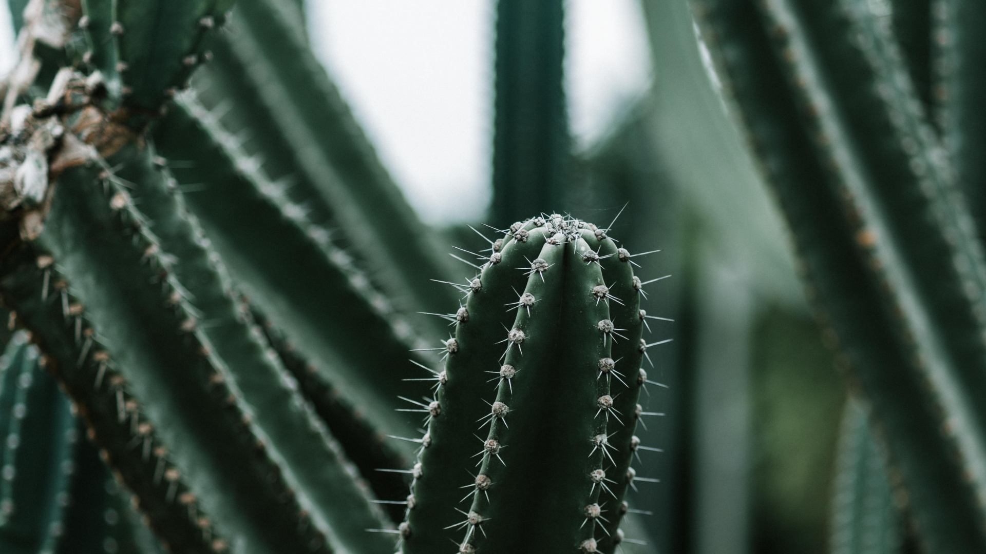 Cactus Vert en Photographie Rapprochée. Wallpaper in 1920x1080 Resolution