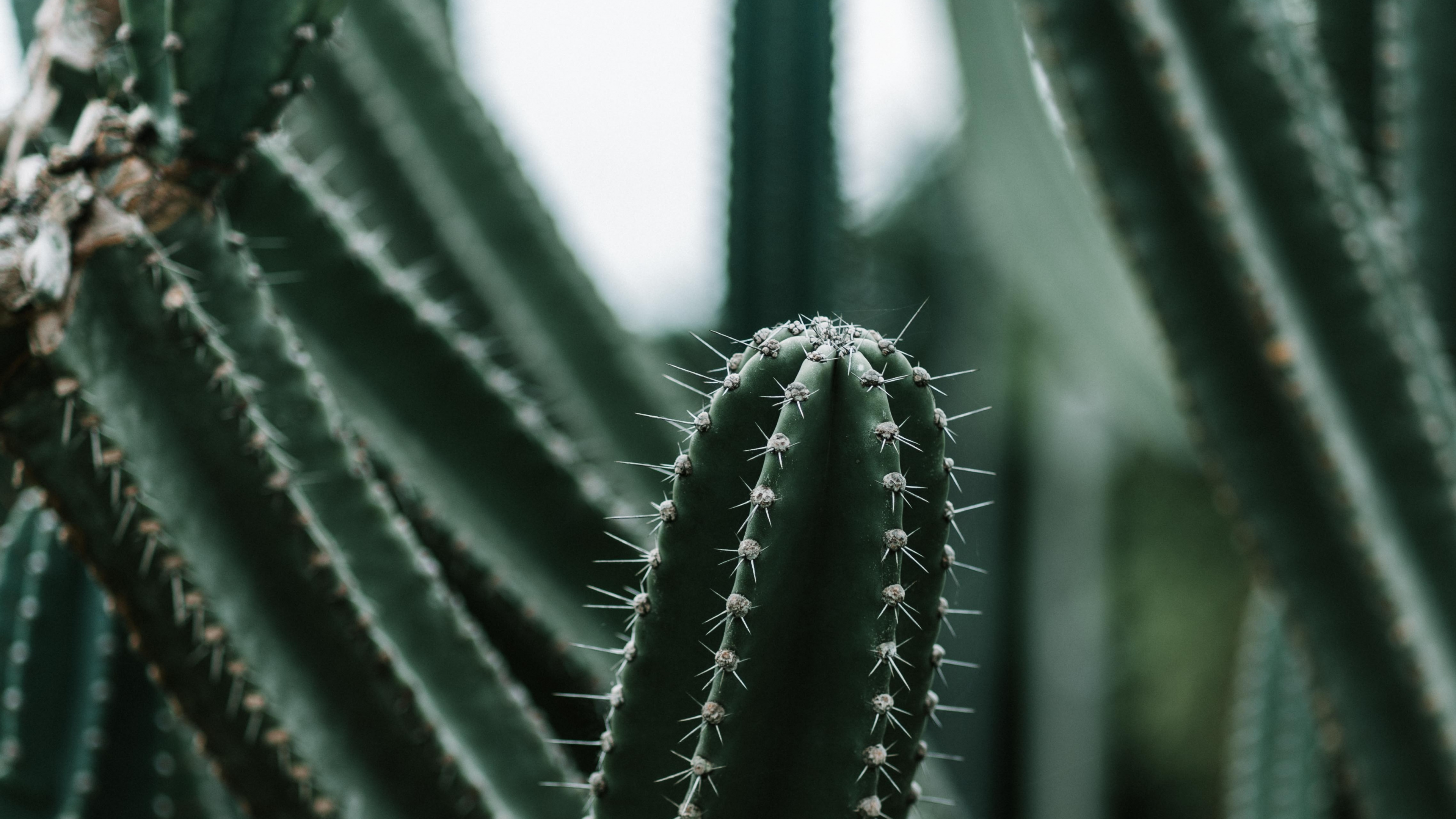 Cactus Vert en Photographie Rapprochée. Wallpaper in 3840x2160 Resolution