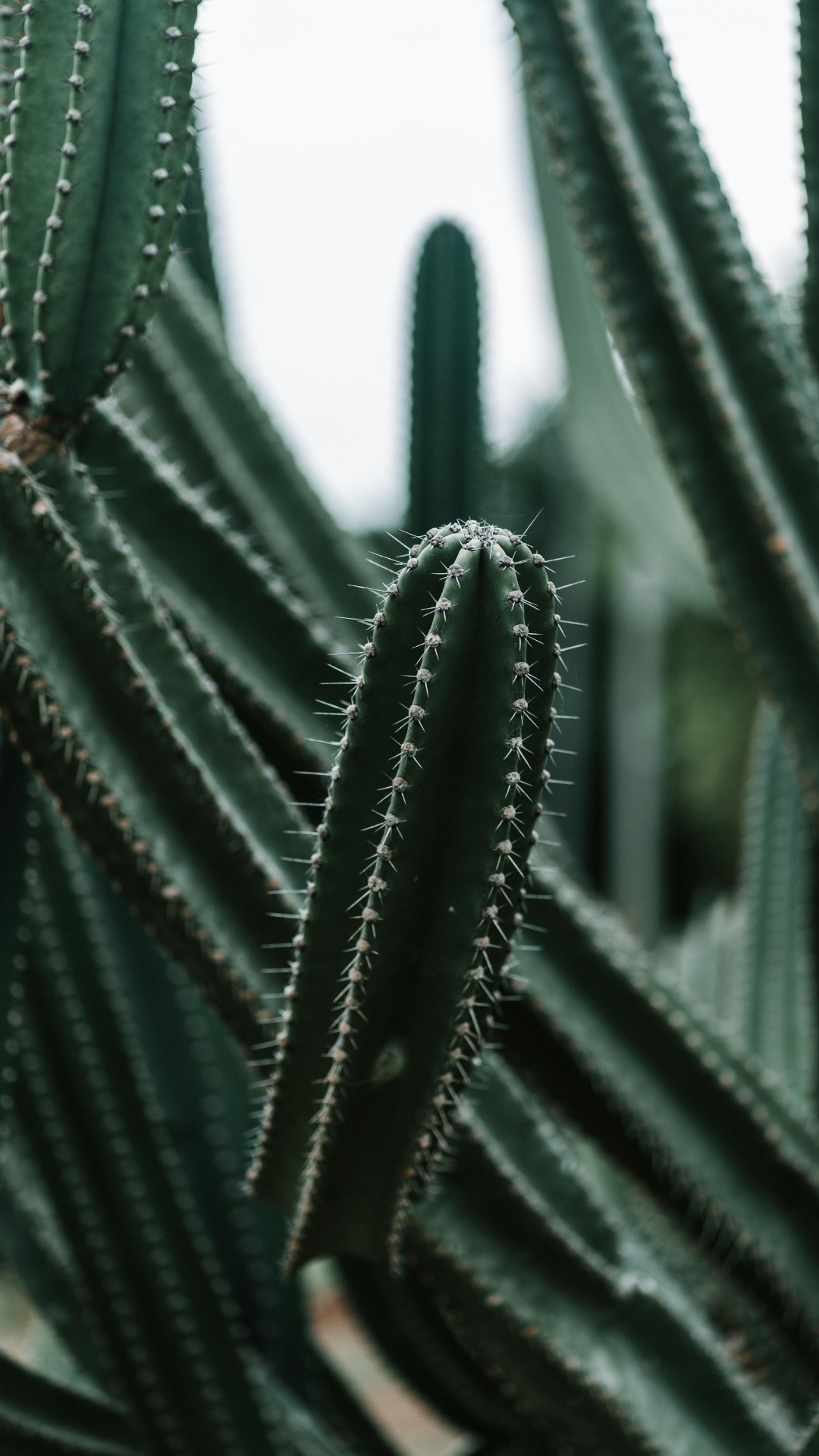 Green Cactus in Close up Photography. Wallpaper in 1080x1920 Resolution