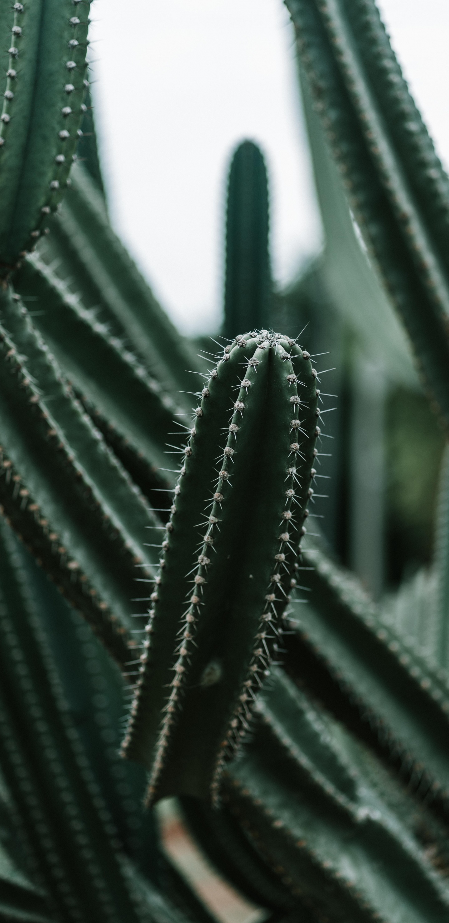 Green Cactus in Close up Photography. Wallpaper in 1440x2960 Resolution