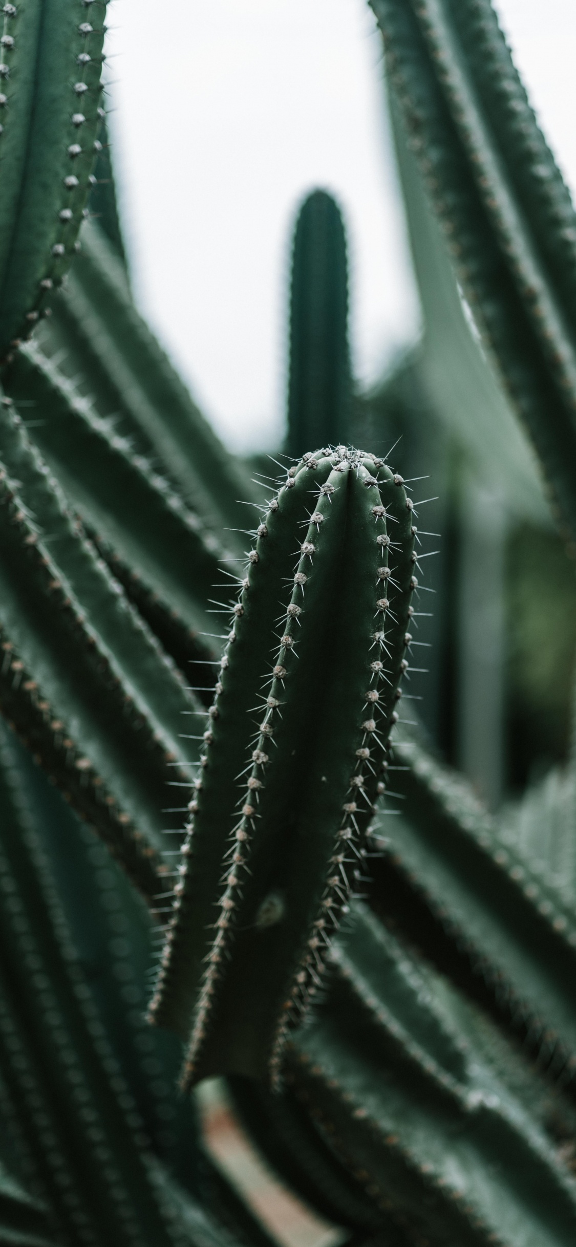 Cactus Verde en Fotografía de Cerca. Wallpaper in 1125x2436 Resolution