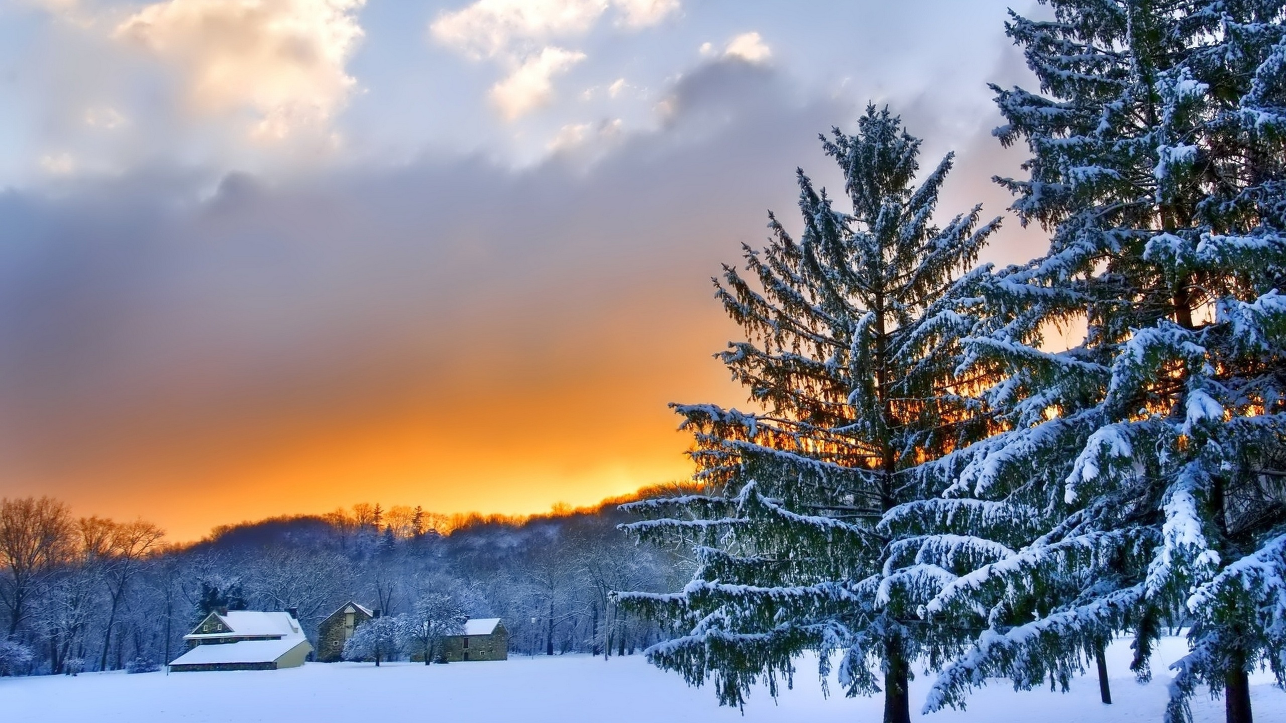Snow Covered Trees During Sunset. Wallpaper in 2560x1440 Resolution