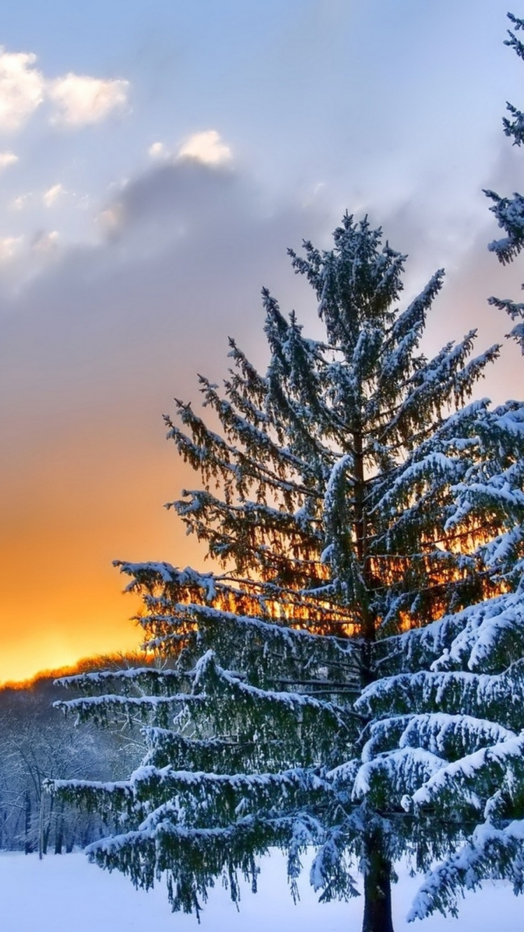 Snow Covered Trees During Sunset. Wallpaper in 750x1334 Resolution