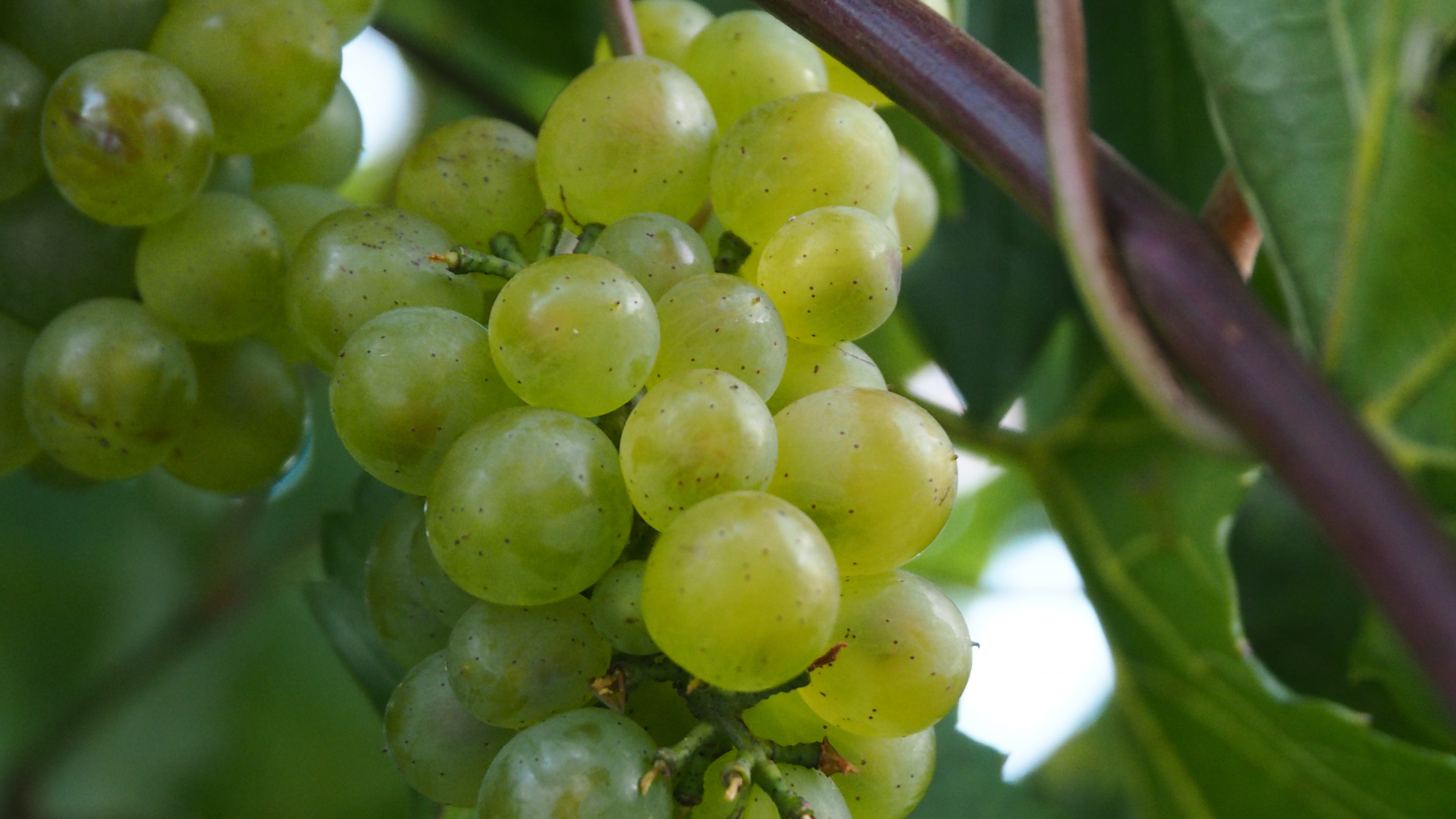 Fruit Rond Vert Sur Tige Brune. Wallpaper in 2560x1440 Resolution