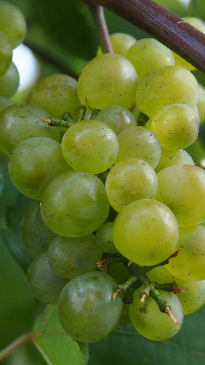 Fruit Rond Vert Sur Tige Brune. Wallpaper in 720x1280 Resolution