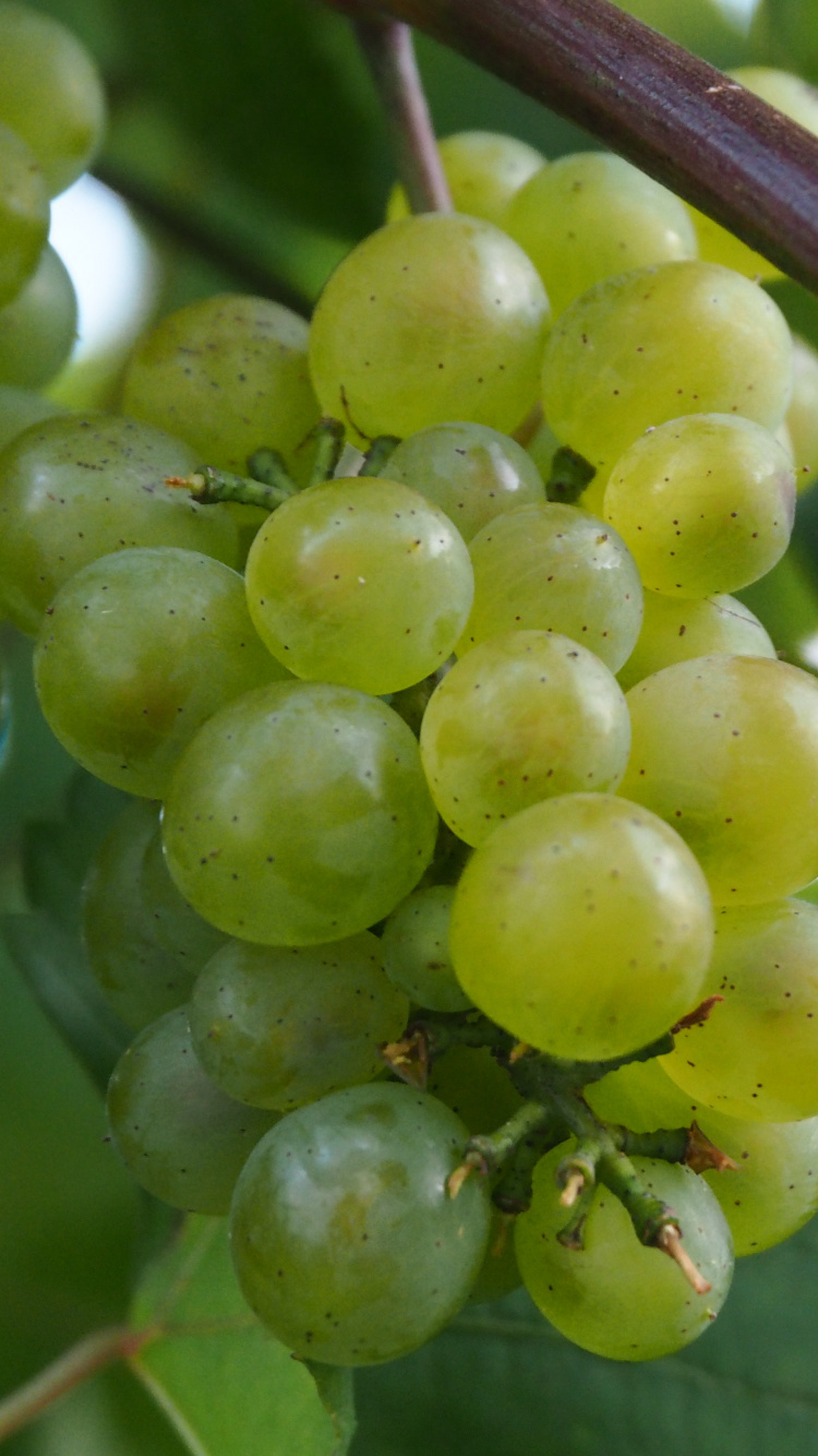 Fruit Rond Vert Sur Tige Brune. Wallpaper in 750x1334 Resolution