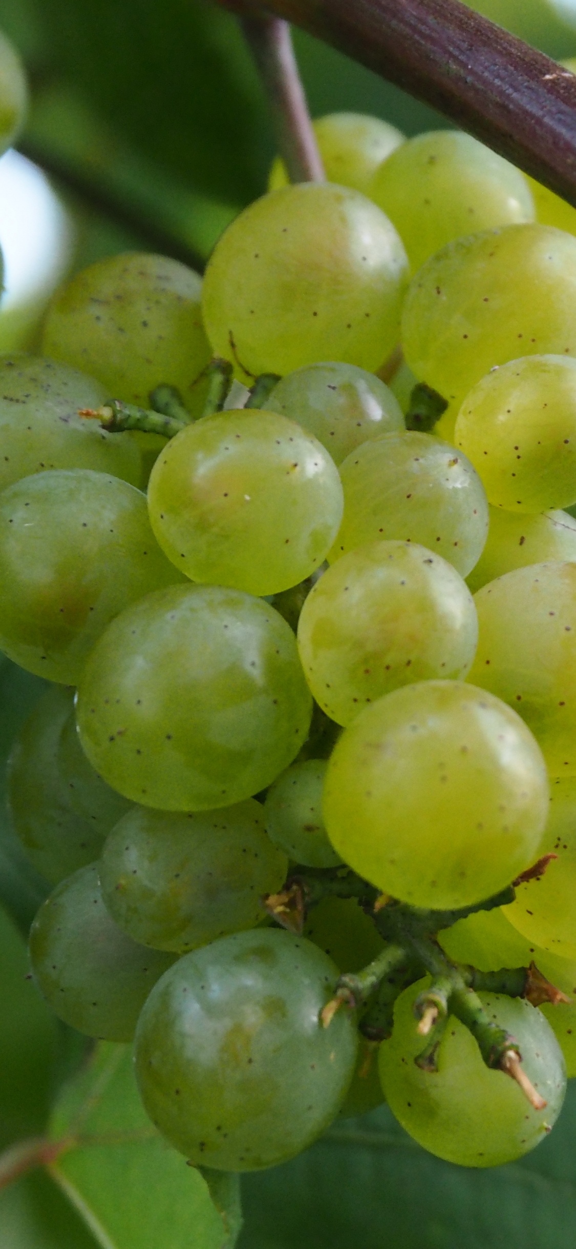 Green Round Fruit on Brown Stem. Wallpaper in 1125x2436 Resolution