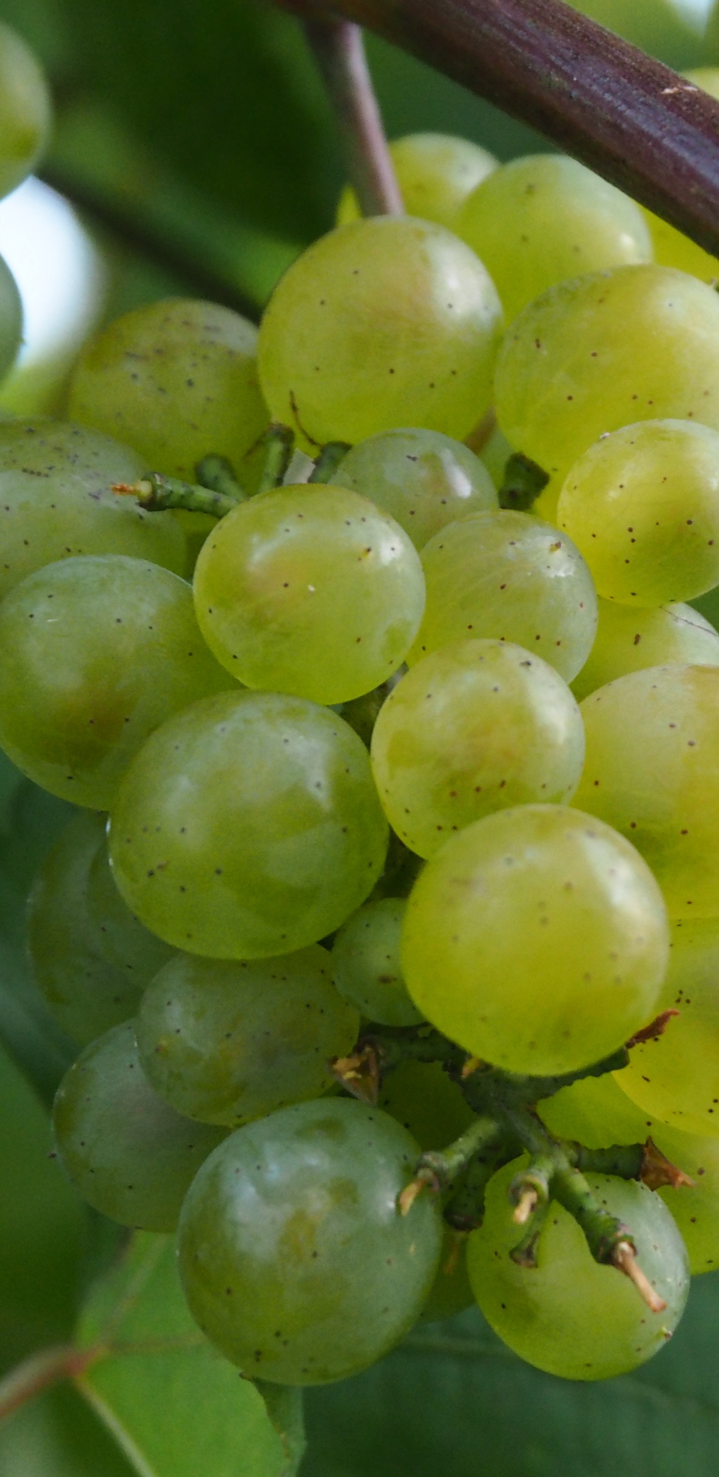 Fruta Redonda Verde Sobre Tallo Marrón. Wallpaper in 1440x2960 Resolution