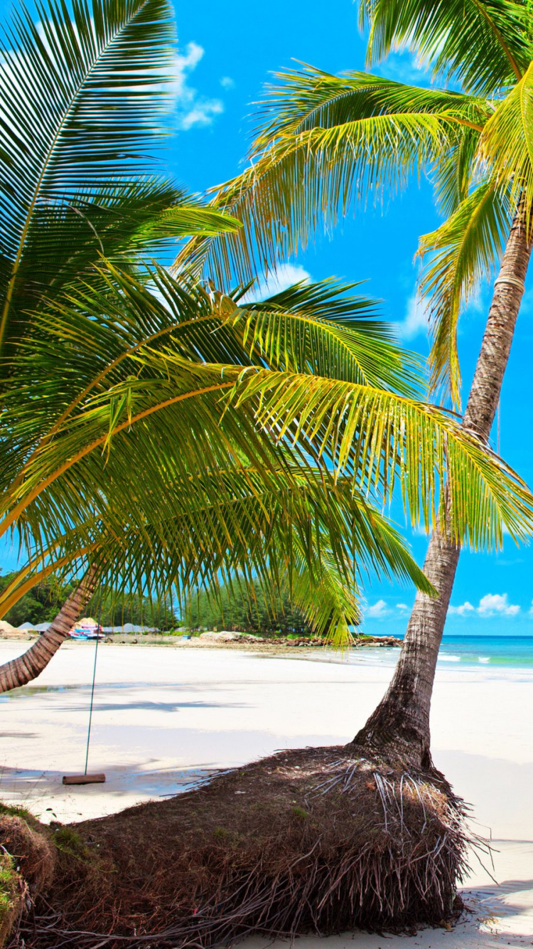 Palmera Verde en la Playa de Arena Blanca Durante el Día. Wallpaper in 750x1334 Resolution