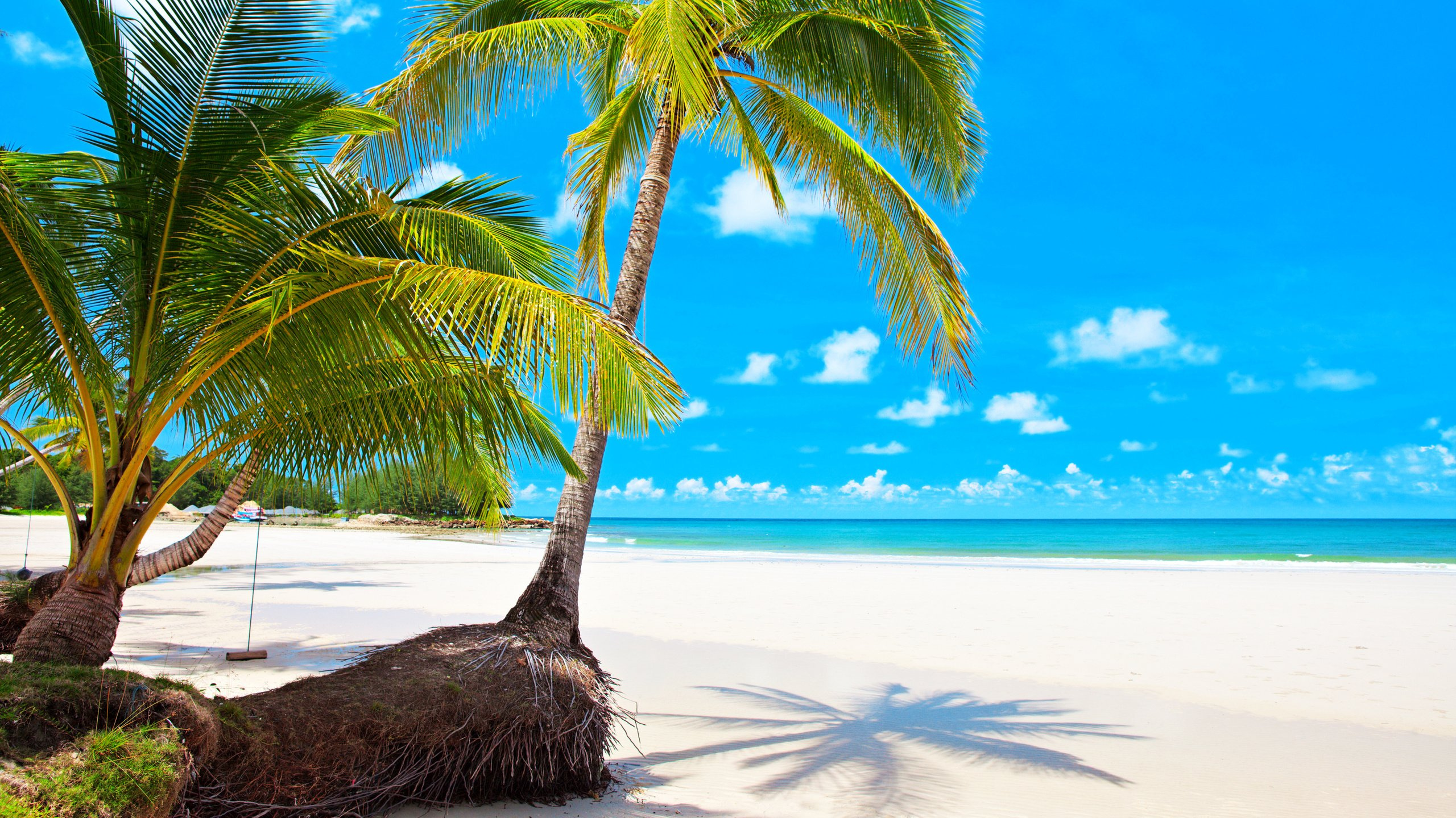 Green Palm Tree on White Sand Beach During Daytime. Wallpaper in 2560x1440 Resolution