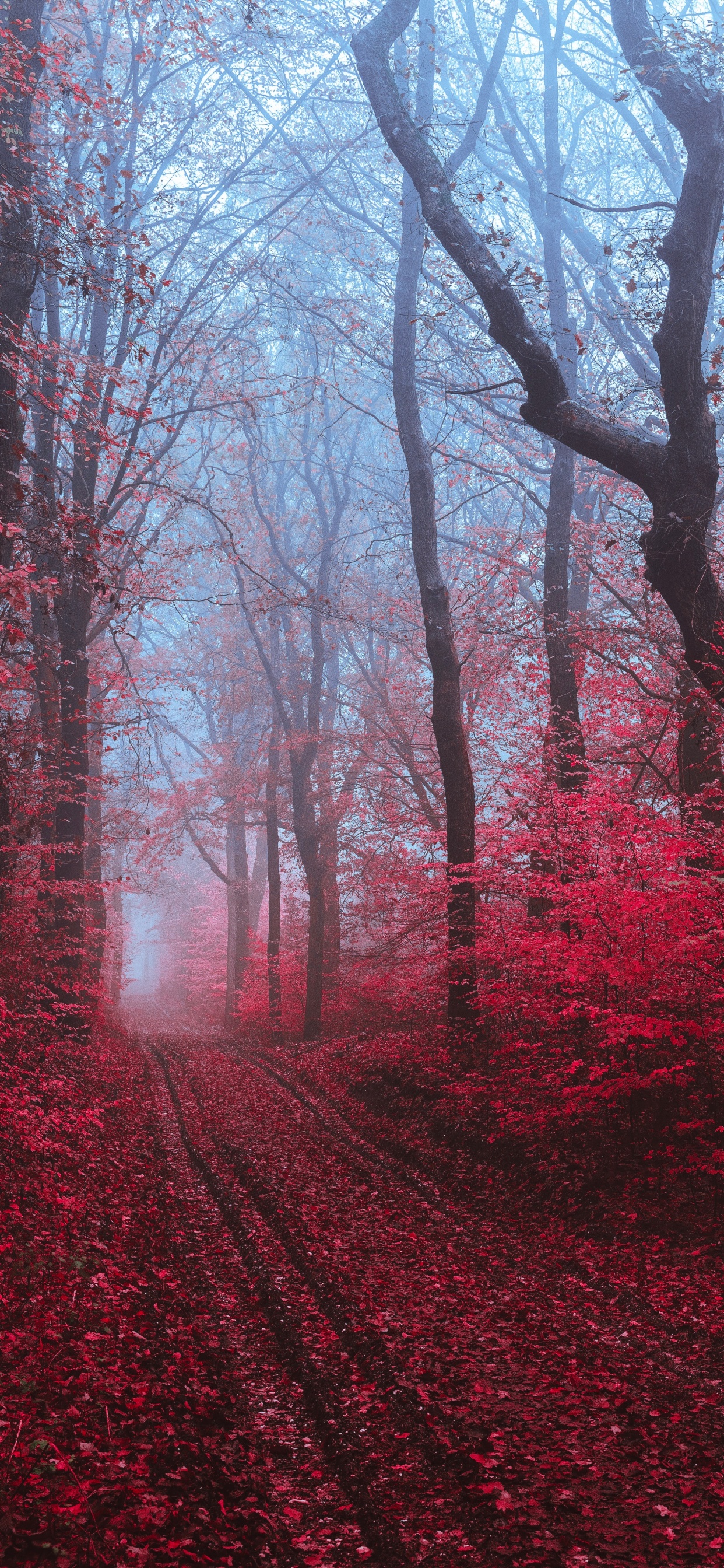 Red, Nature, Paysage Naturel, Environnement Naturel, Forêt. Wallpaper in 1242x2688 Resolution
