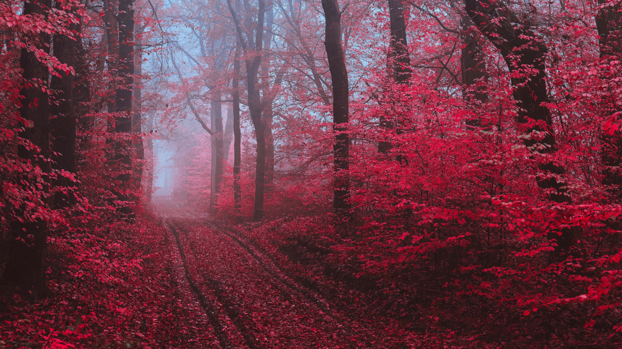 Red, Nature, Paysage Naturel, Environnement Naturel, Forêt. Wallpaper in 1280x720 Resolution