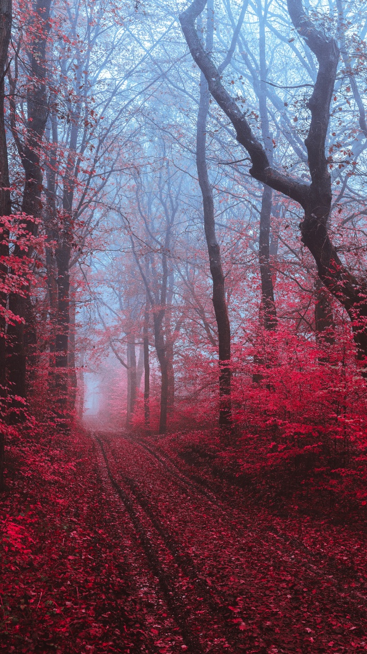 红色的, 性质, 自然景观, 自然环境, 森林 壁纸 720x1280 允许