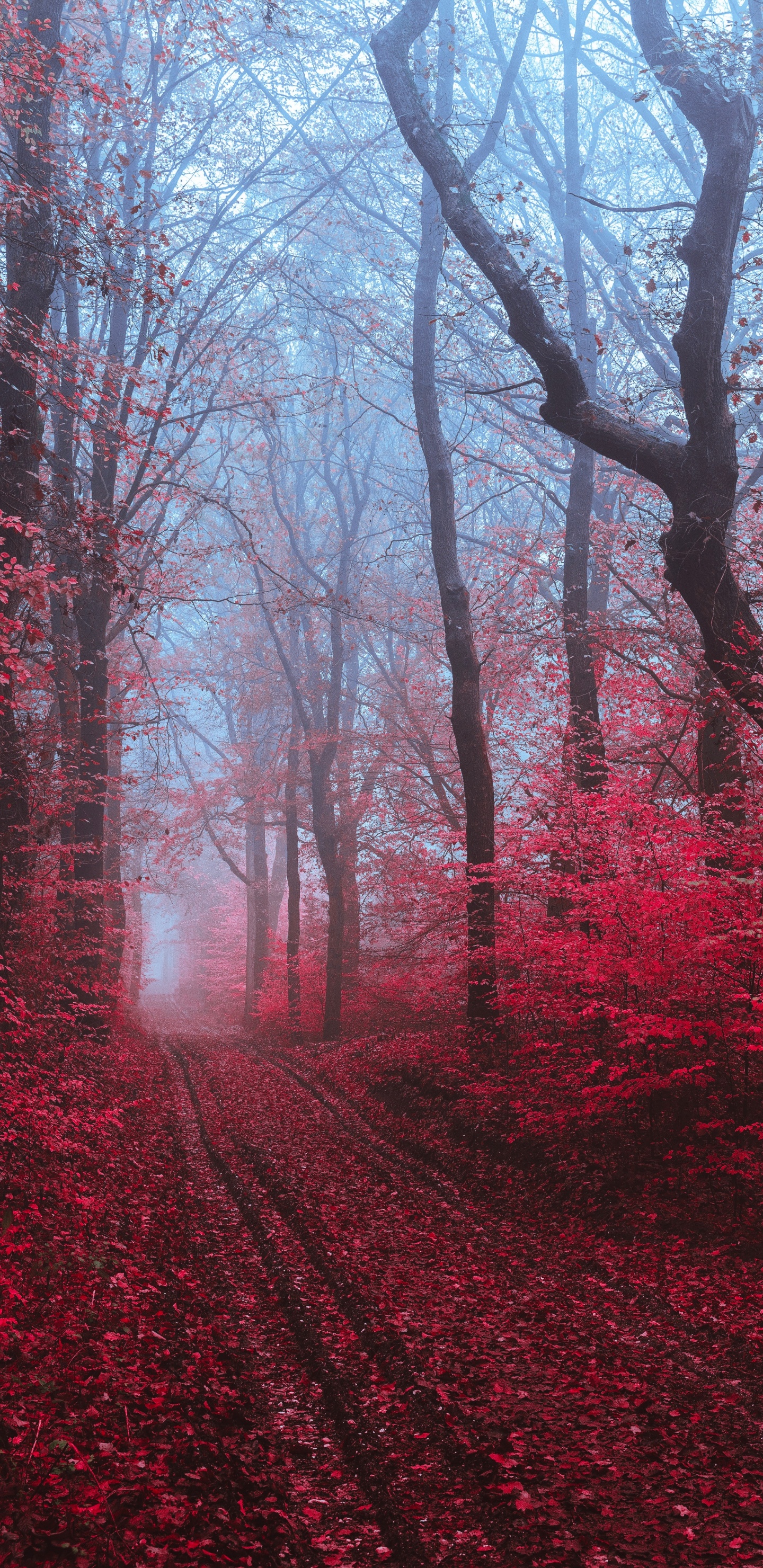 Tree, Red, Nature, Natural Landscape, Natural Environment. Wallpaper in 1440x2960 Resolution