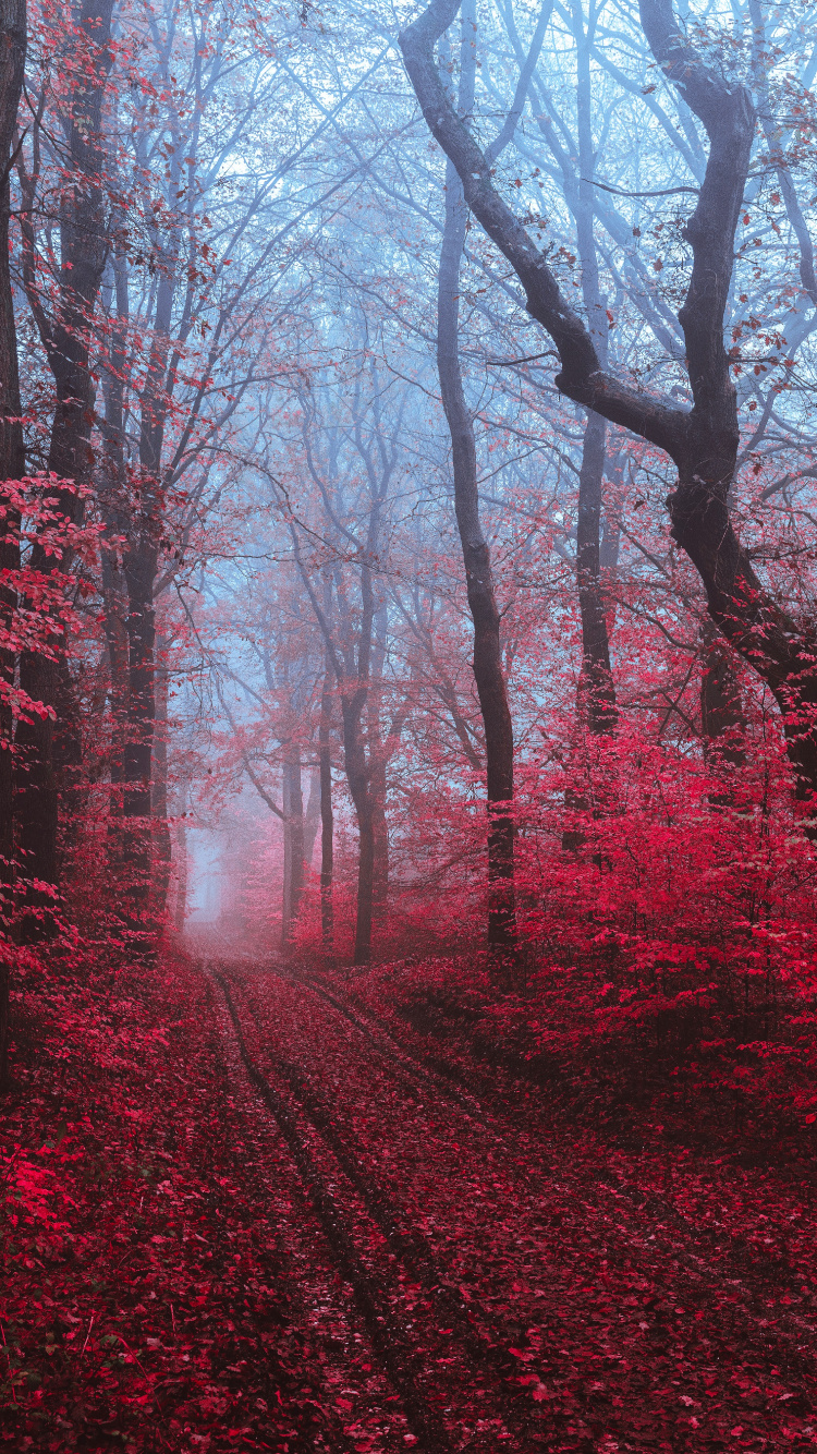 Baum, Natur, Naturlandschaft, Natürlichen Umgebung, Wald. Wallpaper in 750x1334 Resolution