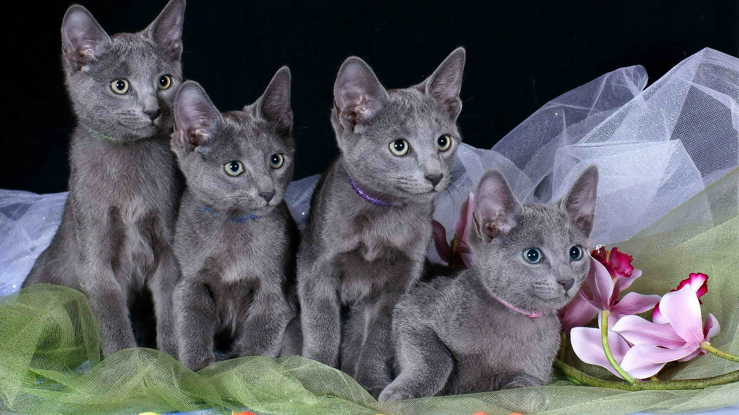 Russische Blaue Katze Auf Schwarzem Textil. Wallpaper in 2560x1440 Resolution