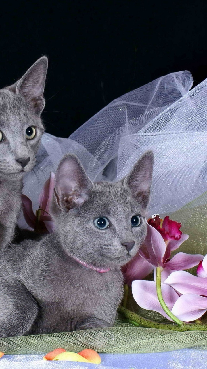 Russian Blue Cat on Black Textile. Wallpaper in 720x1280 Resolution