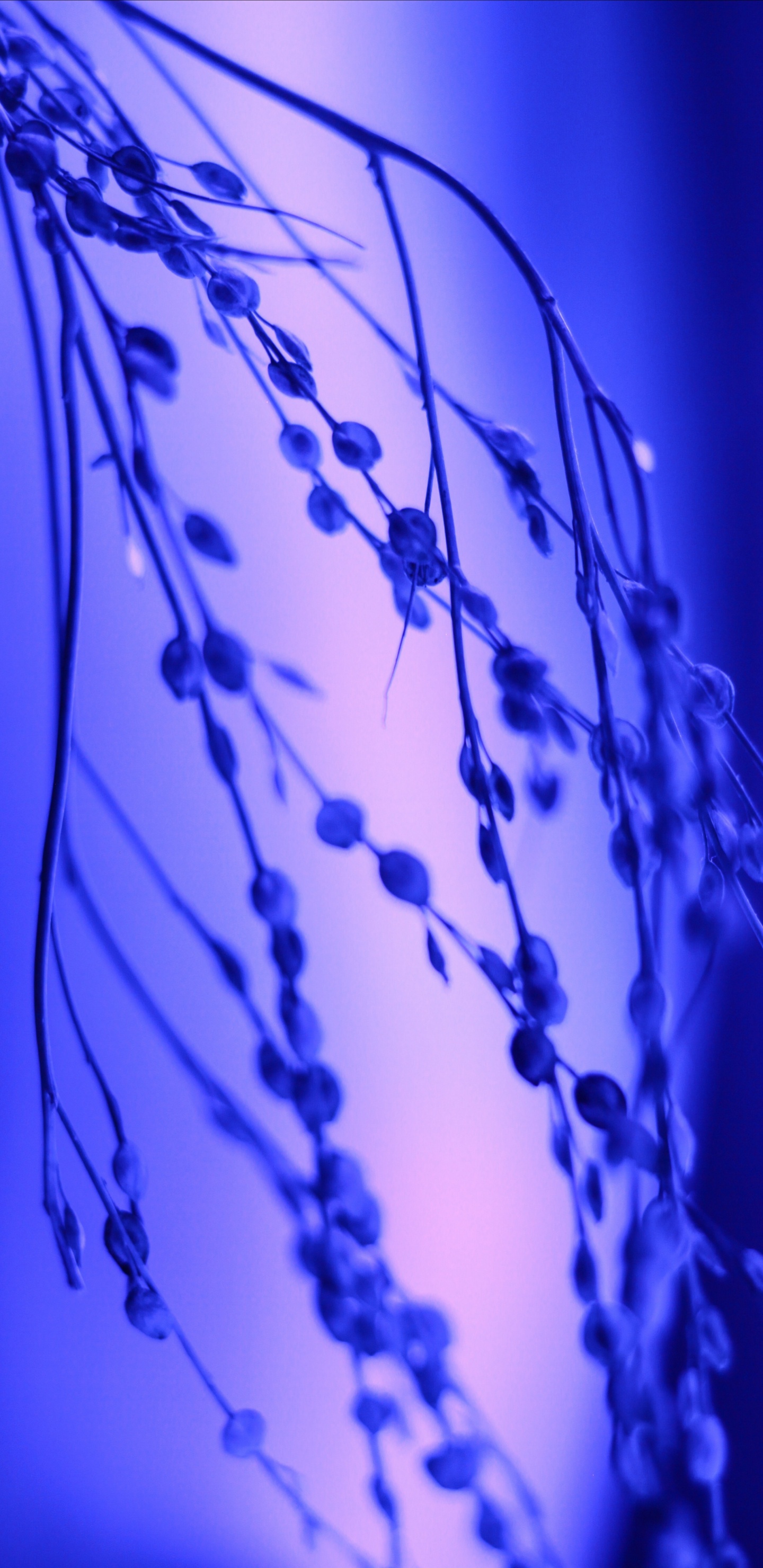 Agua, Azul Cobalto, Azul Majorelle, Azul, Morado. Wallpaper in 1440x2960 Resolution