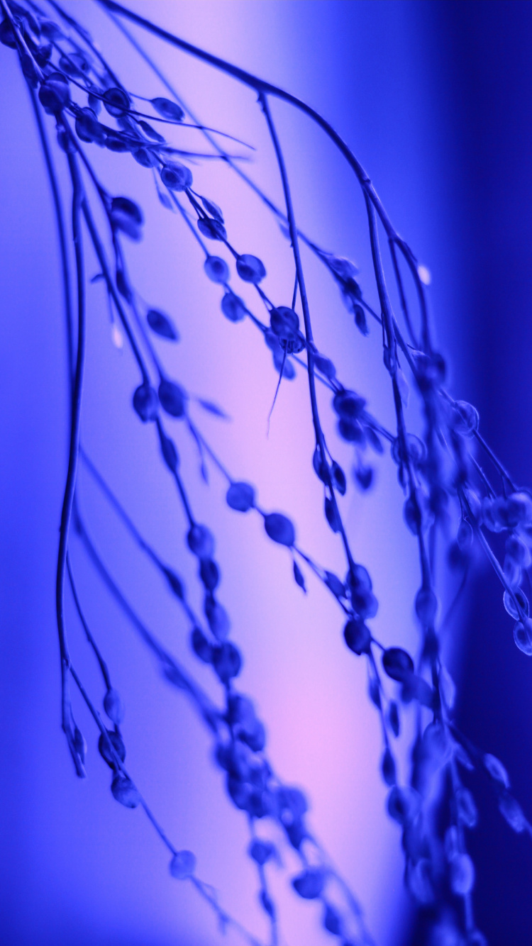 Agua, Azul Cobalto, Azul Majorelle, Azul, Morado. Wallpaper in 750x1334 Resolution