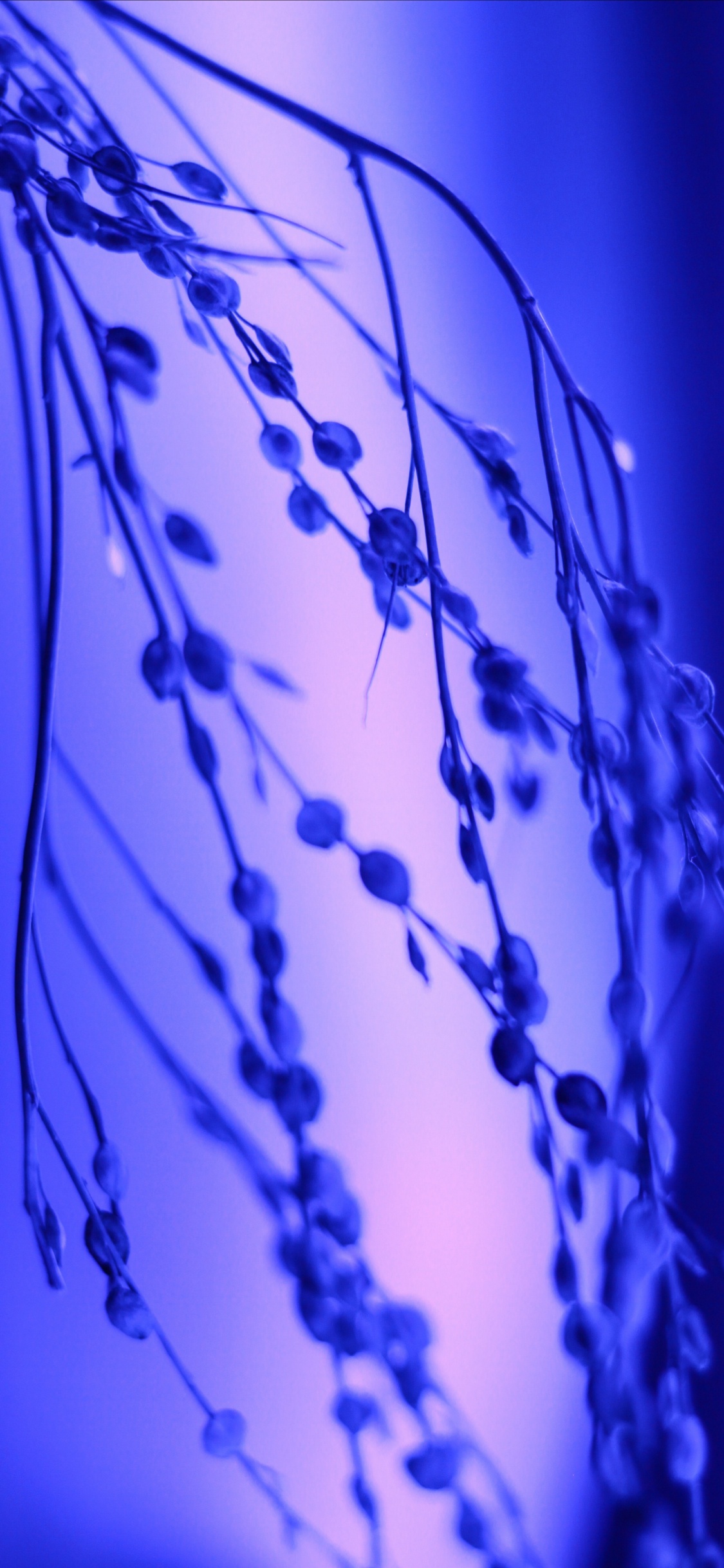 Wasser, Kobaltblau, Majorelle-blau, Blau, Electric Blue. Wallpaper in 1125x2436 Resolution