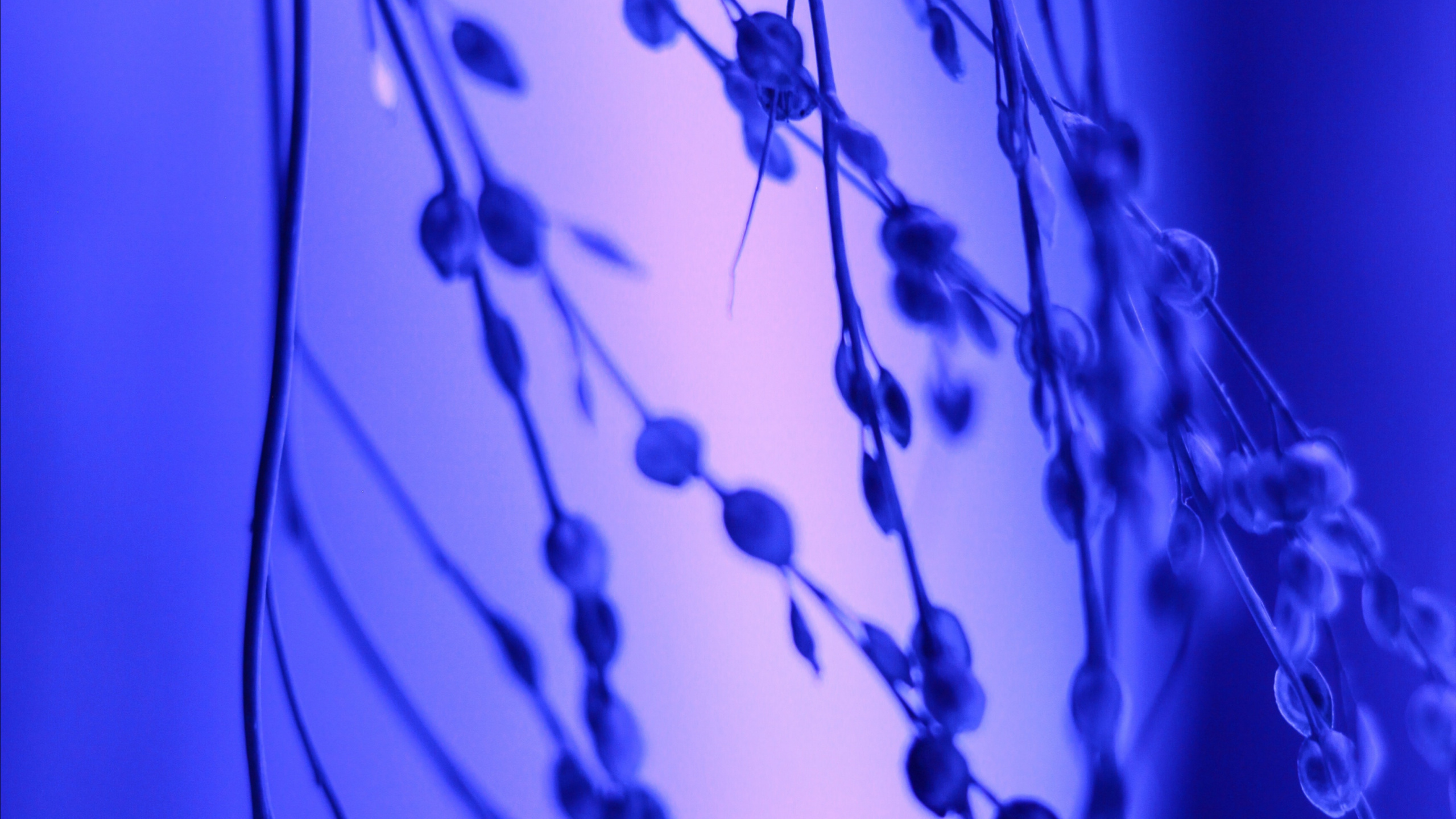 Water, Cobalt Blue, Majorelle Blue, Blue, Electric Blue. Wallpaper in 2560x1440 Resolution