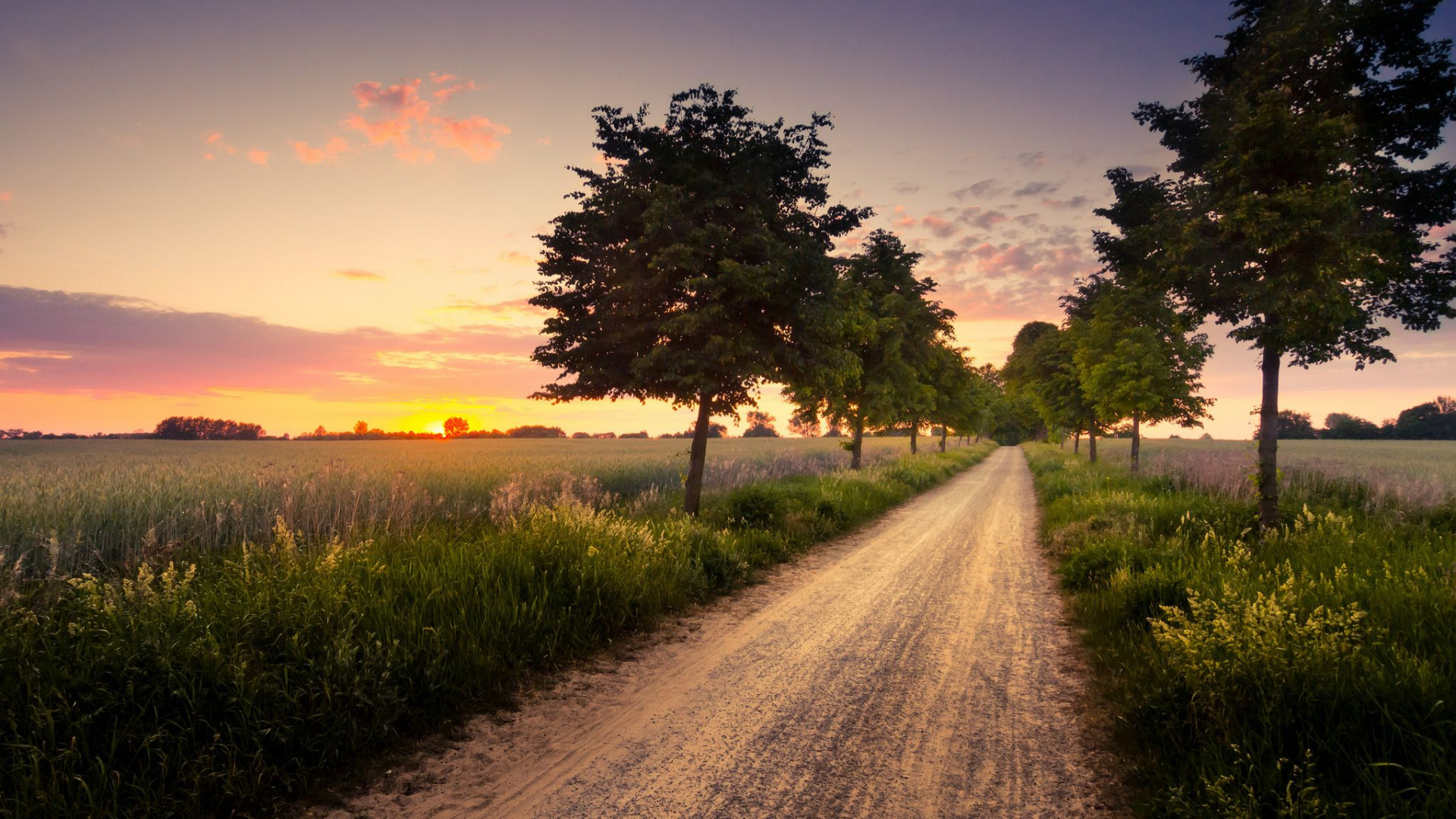 Arbre Vert Sur Terrain D'herbe Verte Pendant le Coucher du Soleil. Wallpaper in 1920x1080 Resolution