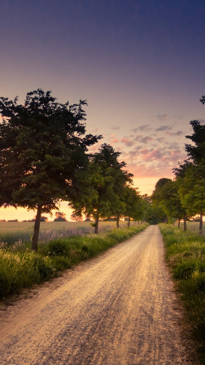 Green Tree on Green Grass Field During Sunset. Wallpaper in 720x1280 Resolution