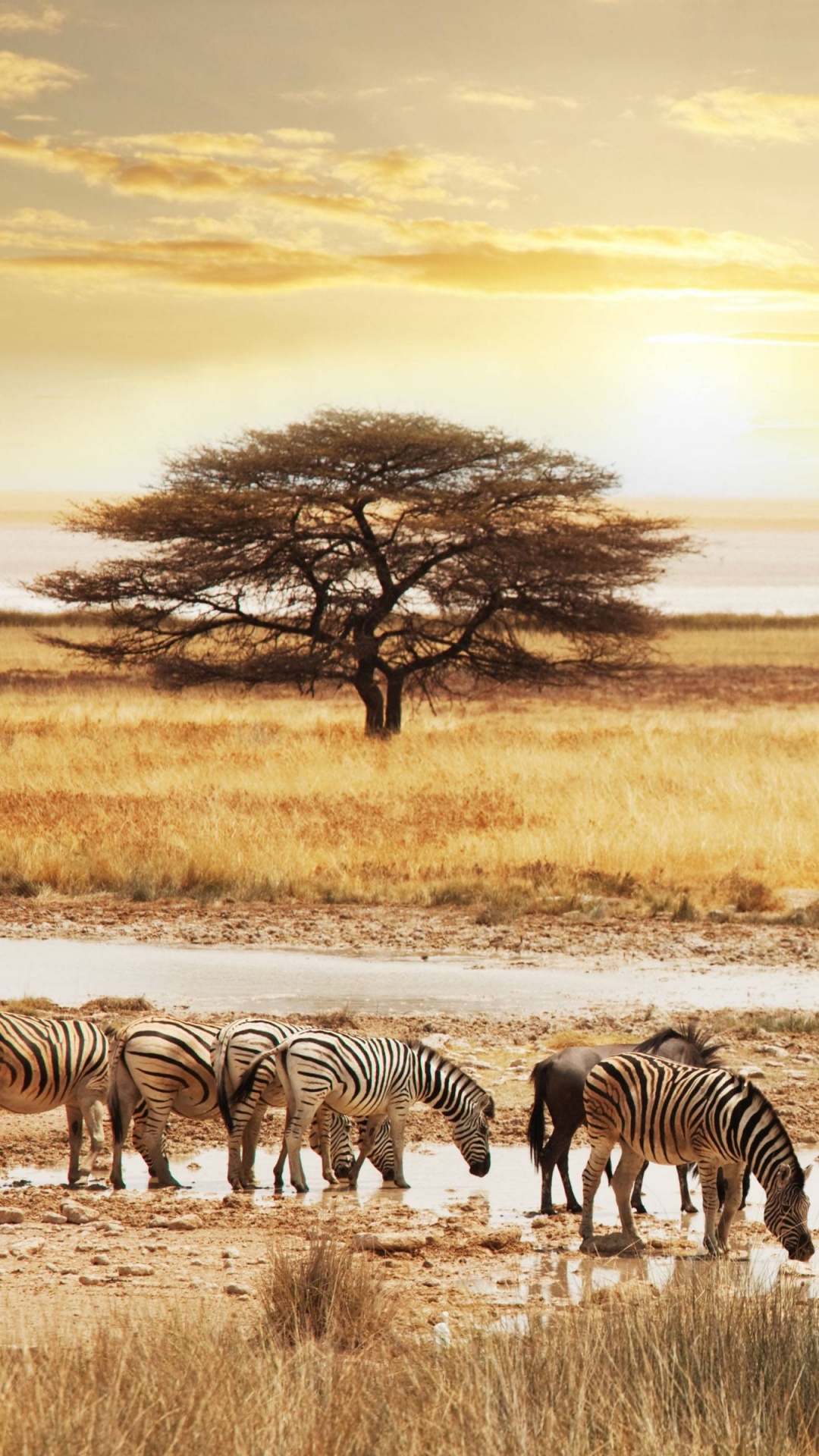 Zebra Debout Sur un Sol Couvert de Neige Pendant le Coucher du Soleil. Wallpaper in 1080x1920 Resolution