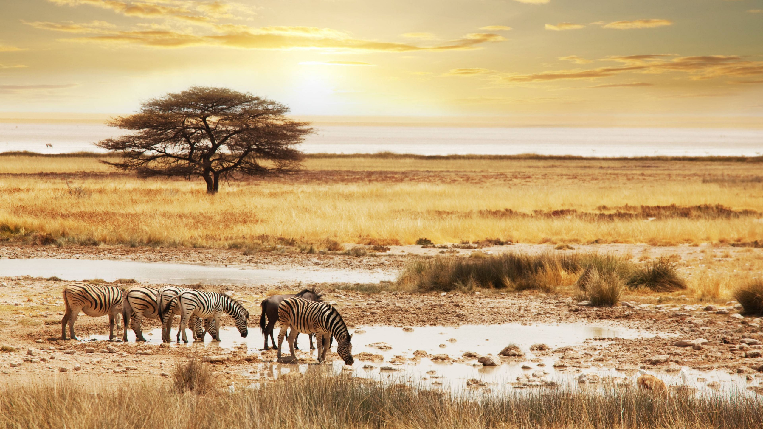 Zebra Debout Sur un Sol Couvert de Neige Pendant le Coucher du Soleil. Wallpaper in 2560x1440 Resolution