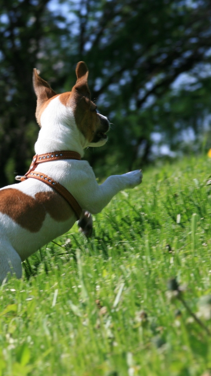 Jack Russell Terrier Blanco y Marrón en el Campo de Hierba Verde Durante el Día. Wallpaper in 720x1280 Resolution