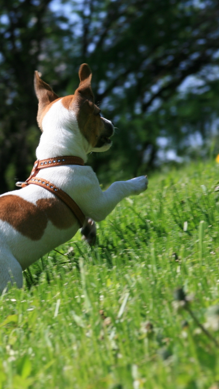 Jack Russell Terrier Blanco y Marrón en el Campo de Hierba Verde Durante el Día. Wallpaper in 750x1334 Resolution