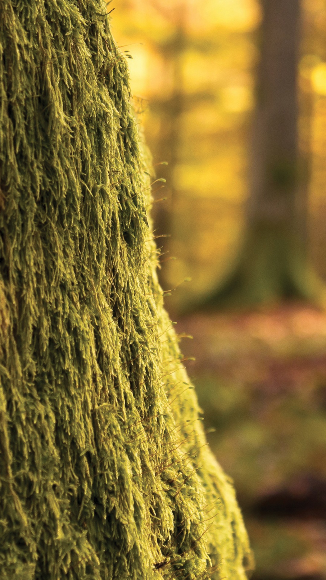 Brown Tree Trunk in Close up Photography. Wallpaper in 1080x1920 Resolution