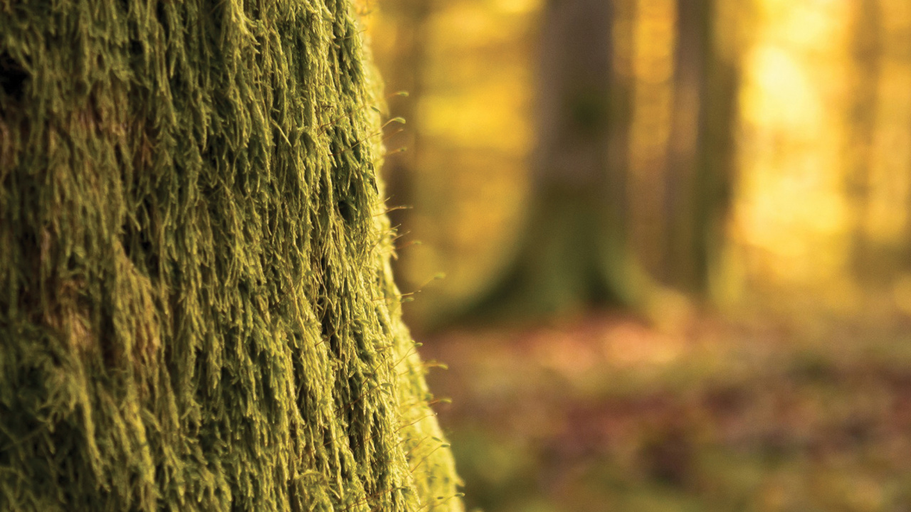 Brown Tree Trunk in Close up Photography. Wallpaper in 1280x720 Resolution