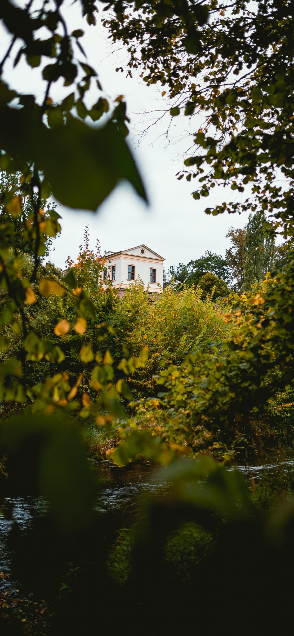 Tree, Nature, Leaf, Green, Yellow. Wallpaper in 1242x2688 Resolution