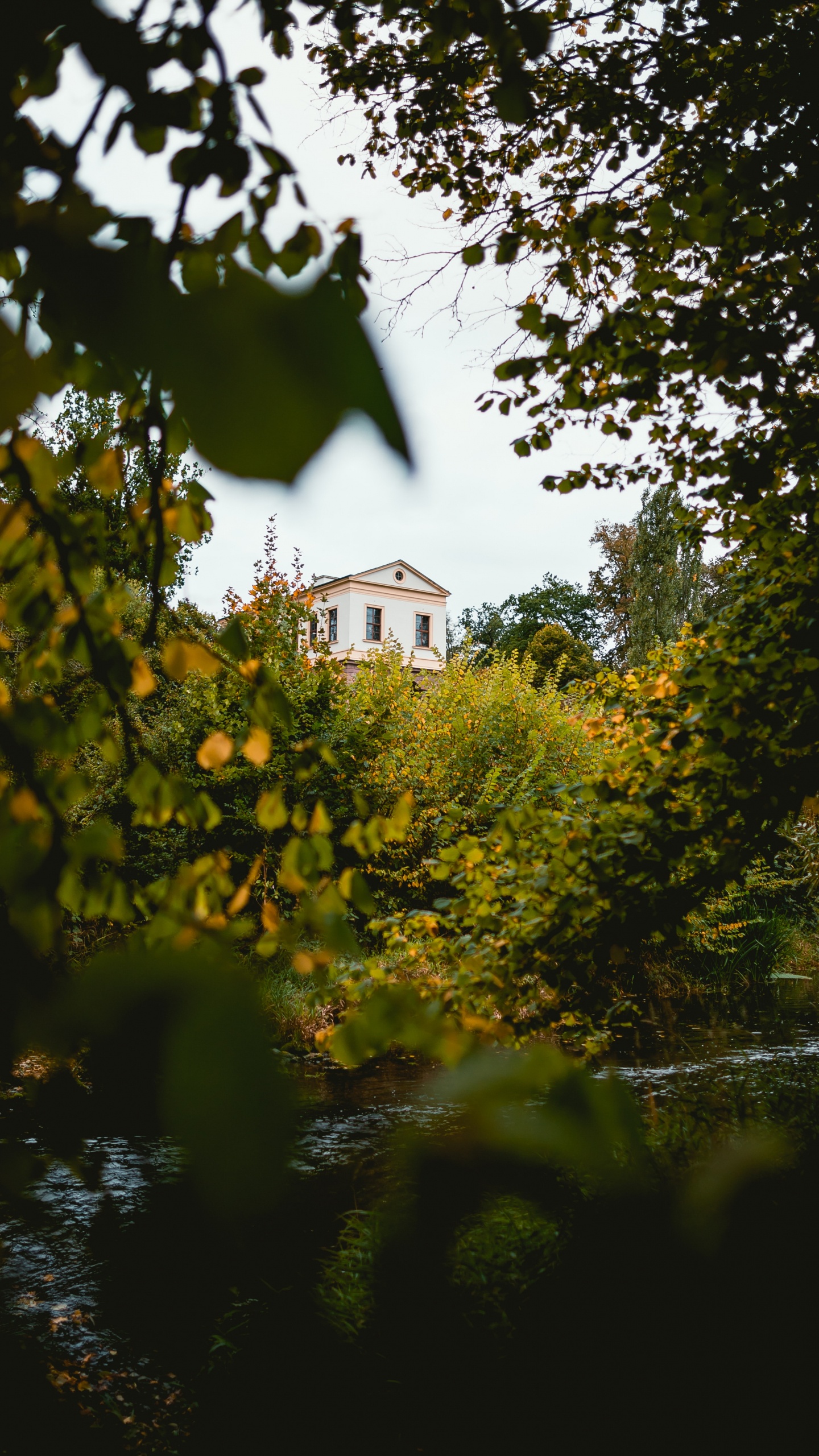 Tree, Nature, Leaf, Green, Yellow. Wallpaper in 1440x2560 Resolution