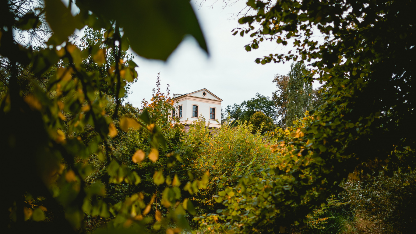 Nature, Feuille, Green, Jaune, Lumière. Wallpaper in 1366x768 Resolution