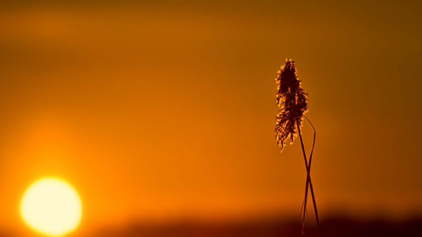 Silhouette Der Pflanze Bei Sonnenuntergang. Wallpaper in 1366x768 Resolution