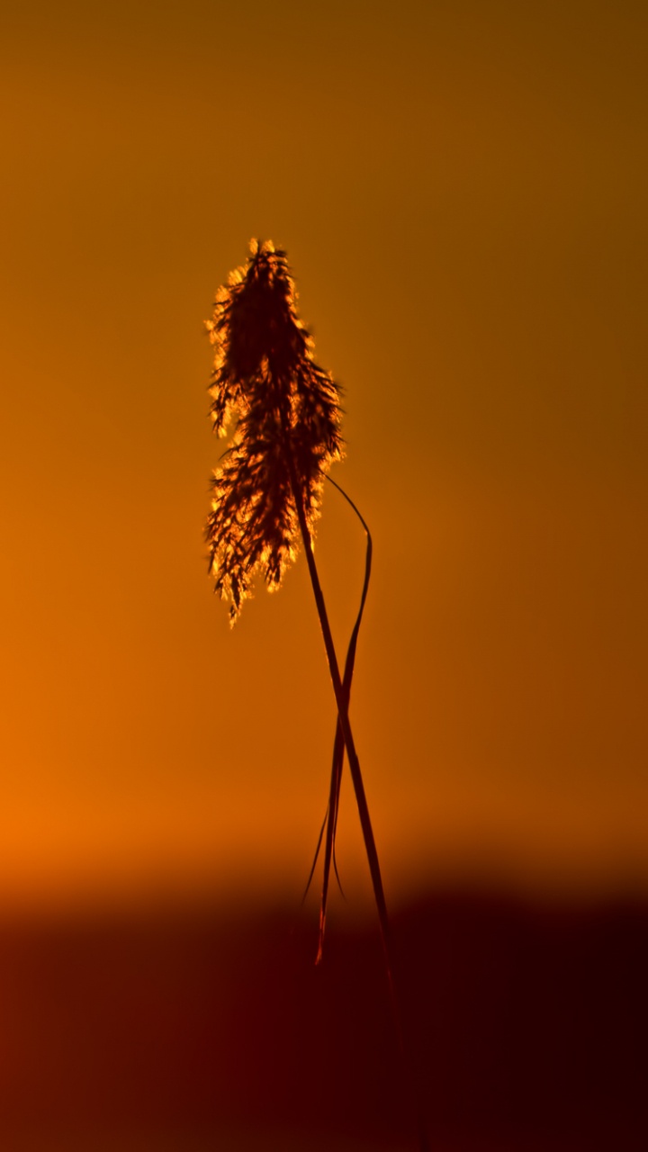 Silueta de Planta Durante la Puesta de Sol. Wallpaper in 720x1280 Resolution