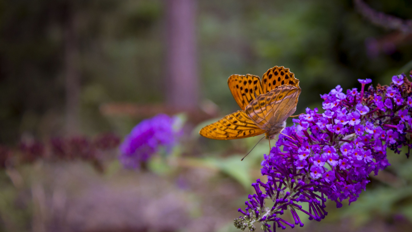 Brown and Black Butterfly on Purple Flower. Wallpaper in 1366x768 Resolution