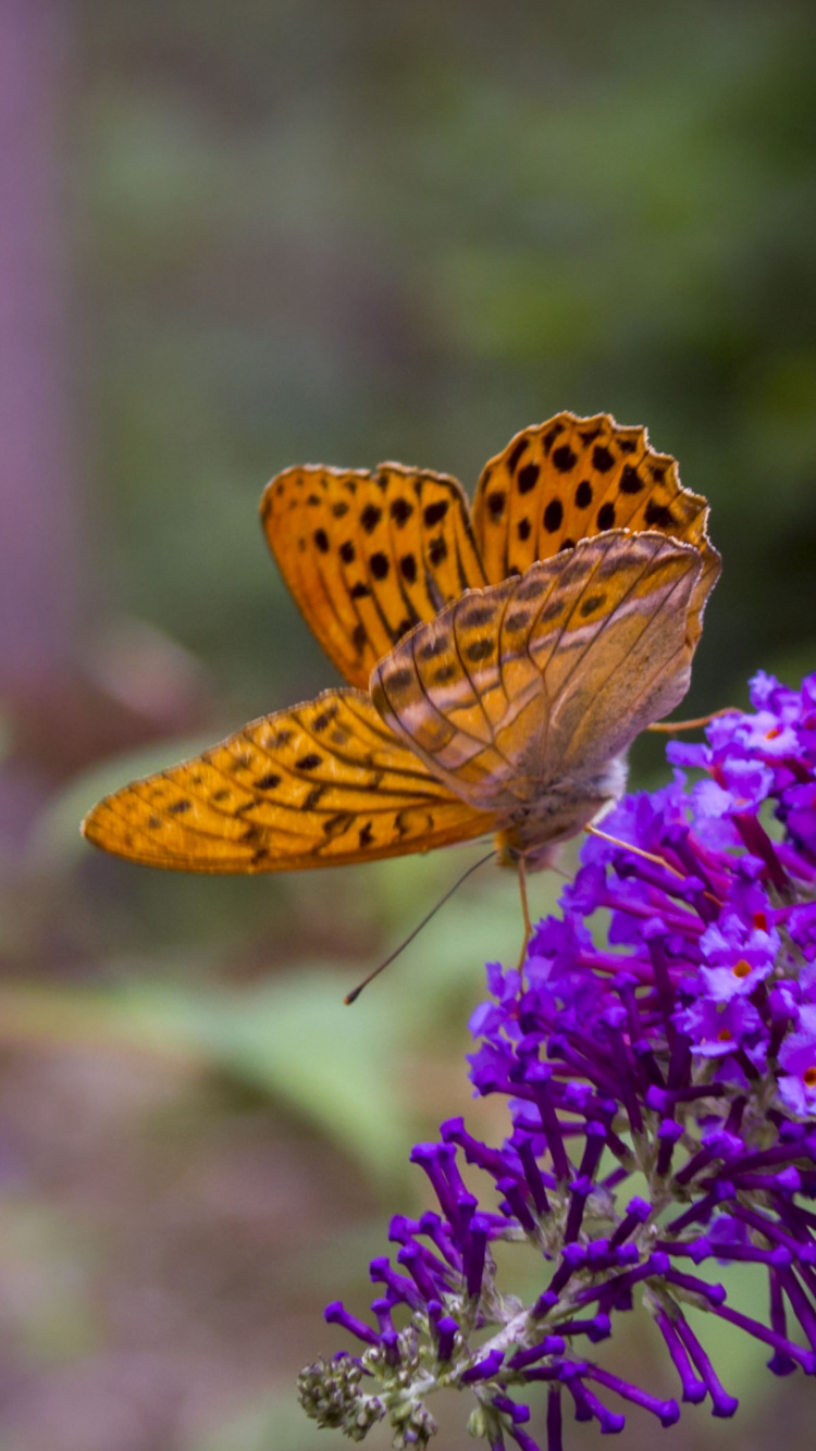 Brown and Black Butterfly on Purple Flower. Wallpaper in 750x1334 Resolution
